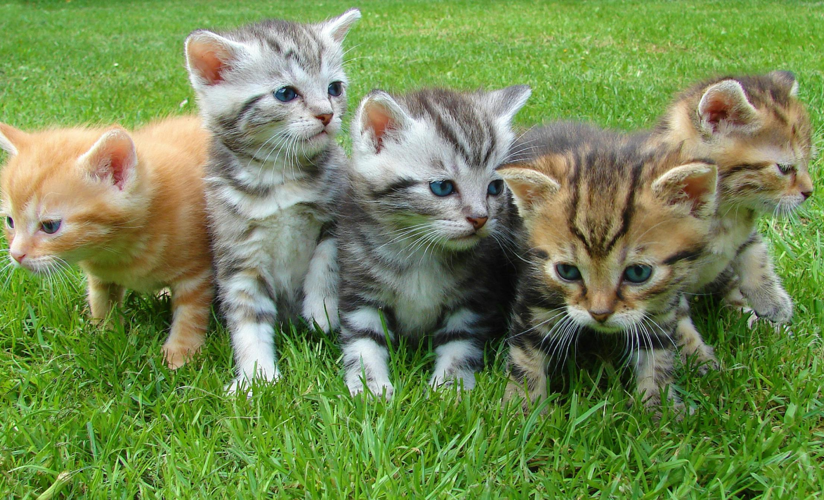 The ultimate list of vet software for startups: what to use (and what to skip)