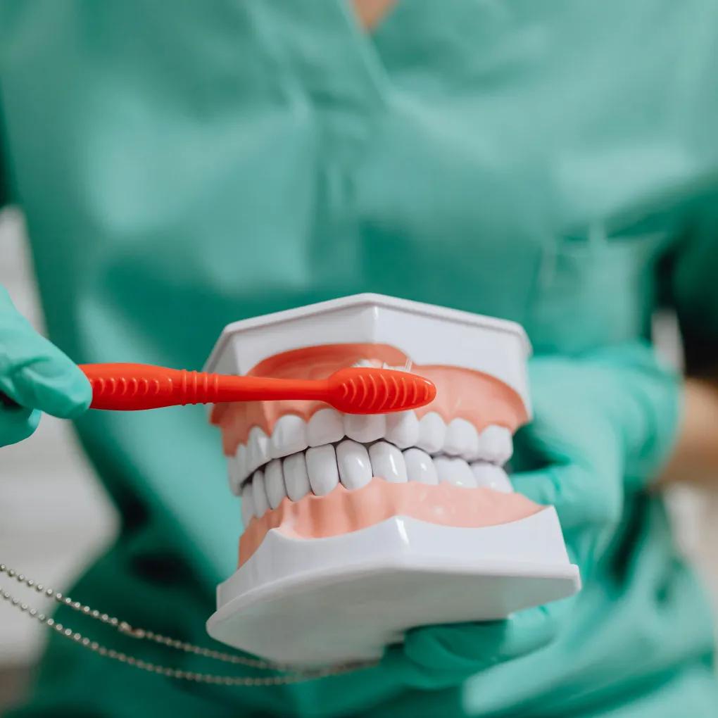 Dental education model with toothbrush demonstrating proper brushing technique used by dental answering service staff to explain oral hygiene