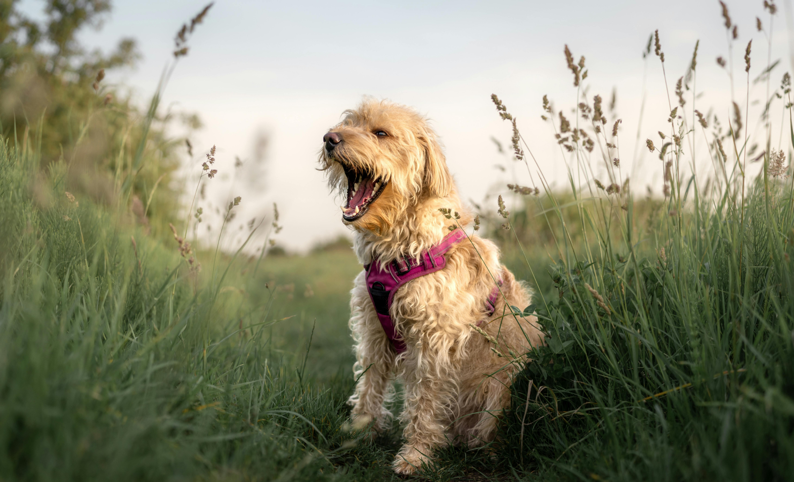 What level of veterinary knowledge should your receptionist have?