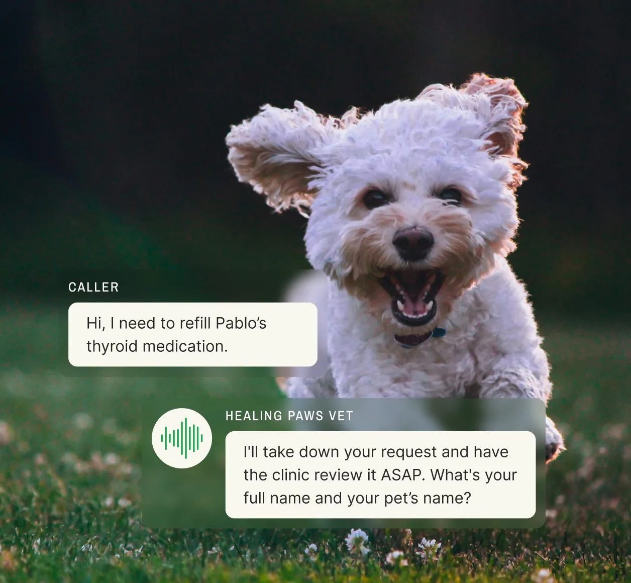 Smiling white Bichon Frise dog outdoors while Healing Paws veterinary answering service processes medication refill request