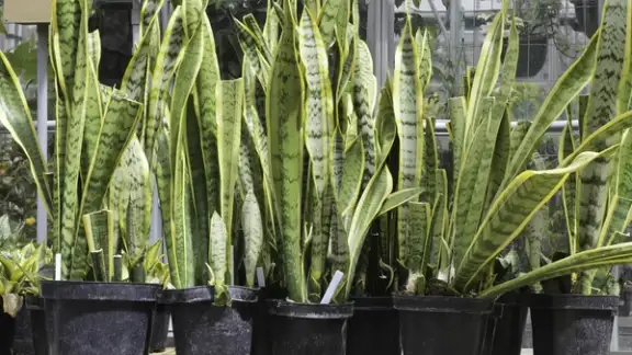 Potted snake plants %28botanical name Sansevieria trifasciata%29%2c also known as mother-in-laws tongue %28poisonous if ingested%29%2c an ornamental native to tropical western Africa%2c on table in greenhouse.jpeg