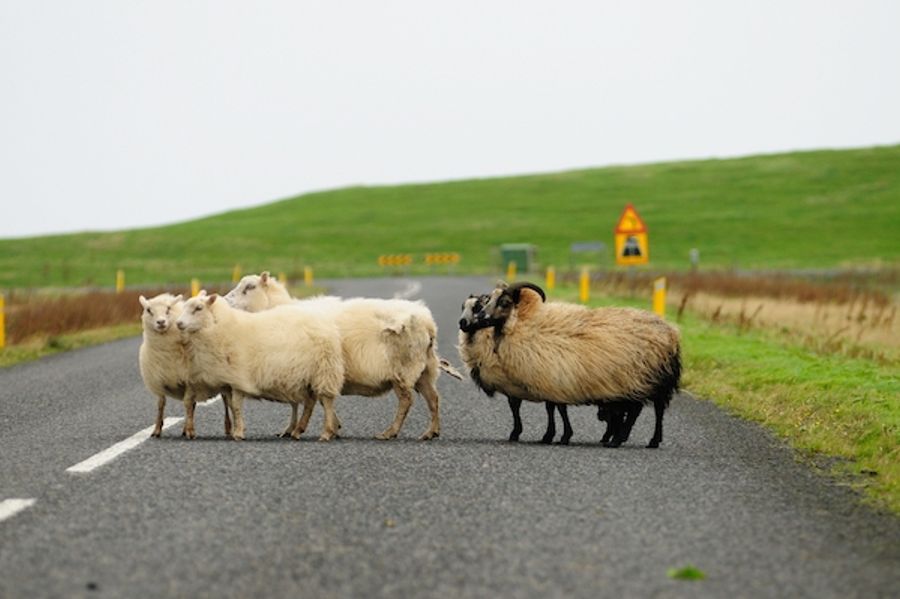 Animals on the Road hero image