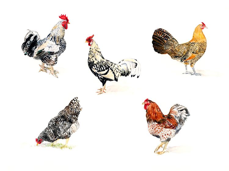 image for work: Chickens