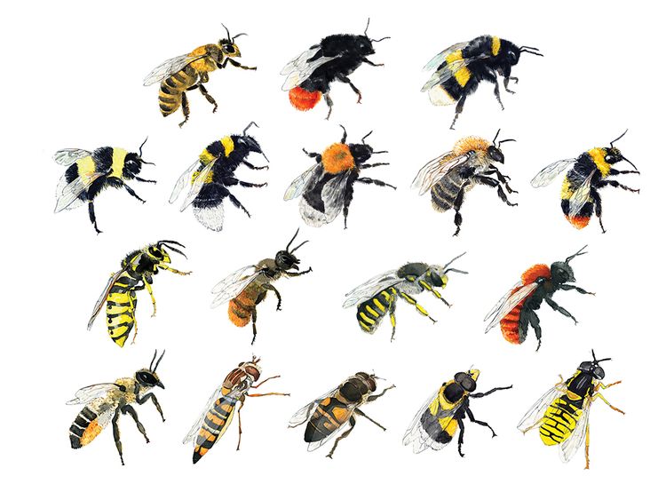image for work: Honey bee, bumblebees and other striped insects
