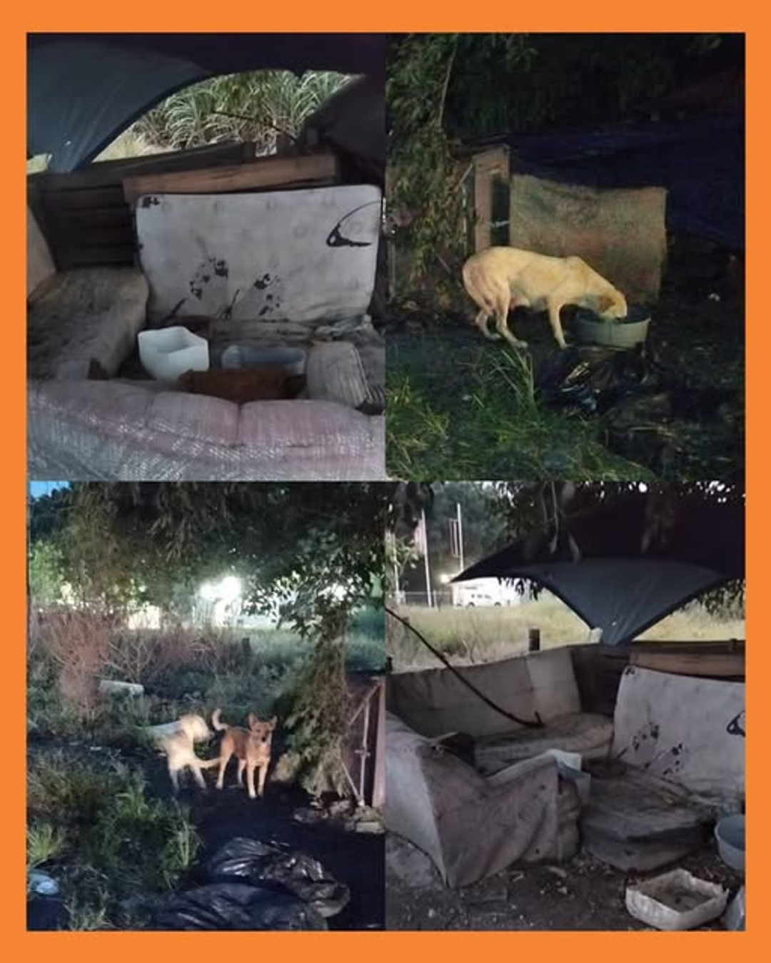 perritos