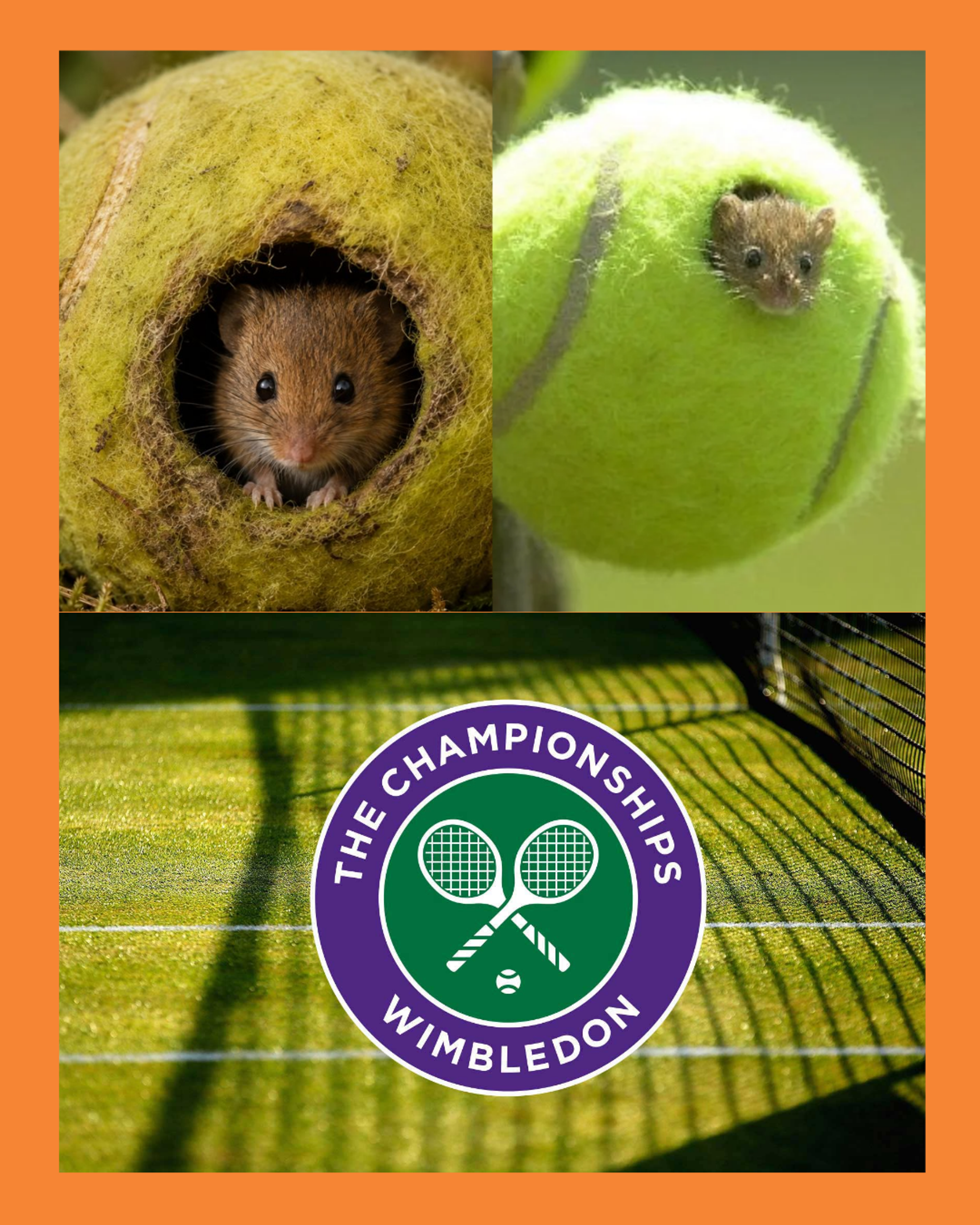 Wimbledon