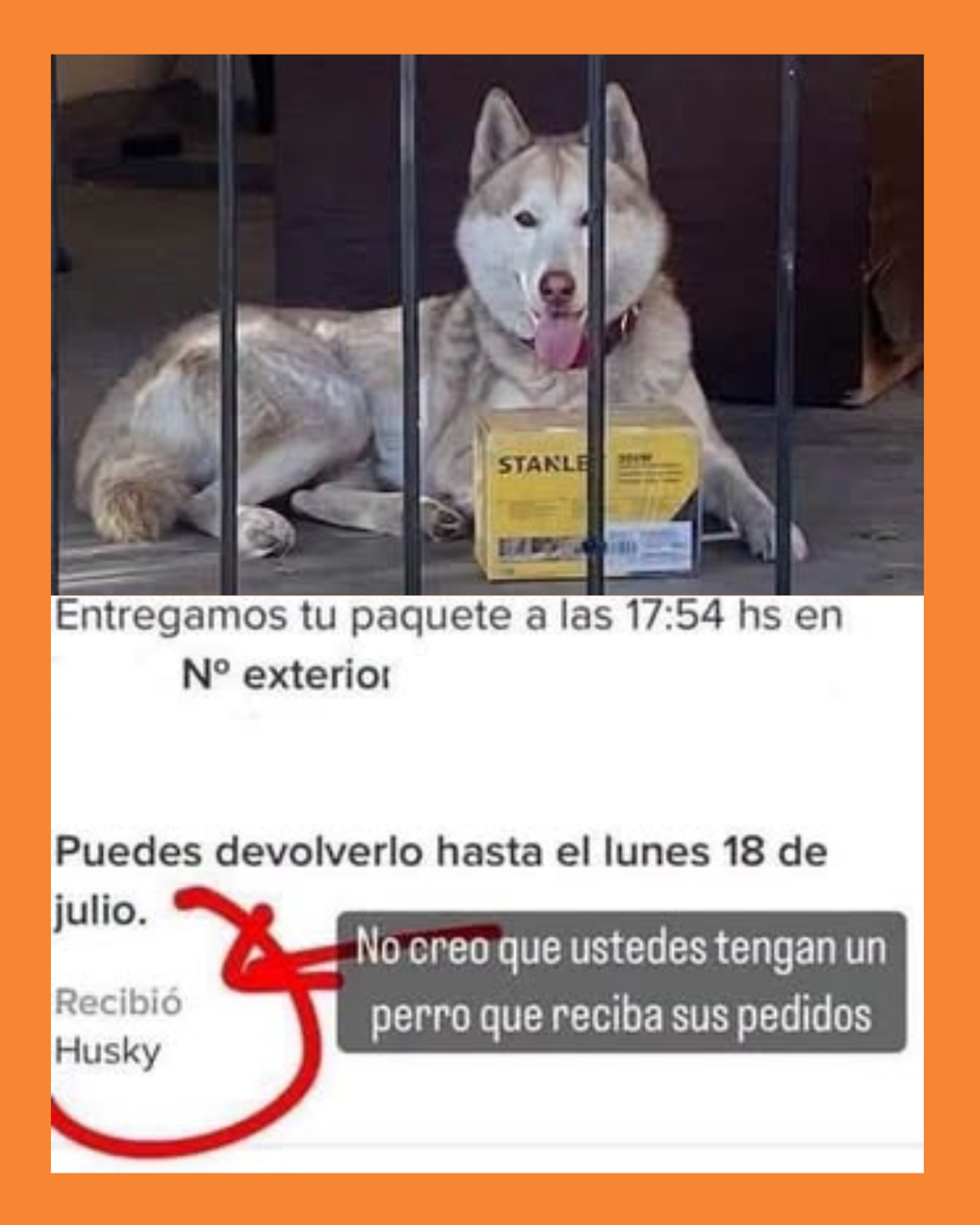 perrito recibe paquete de mercado libre