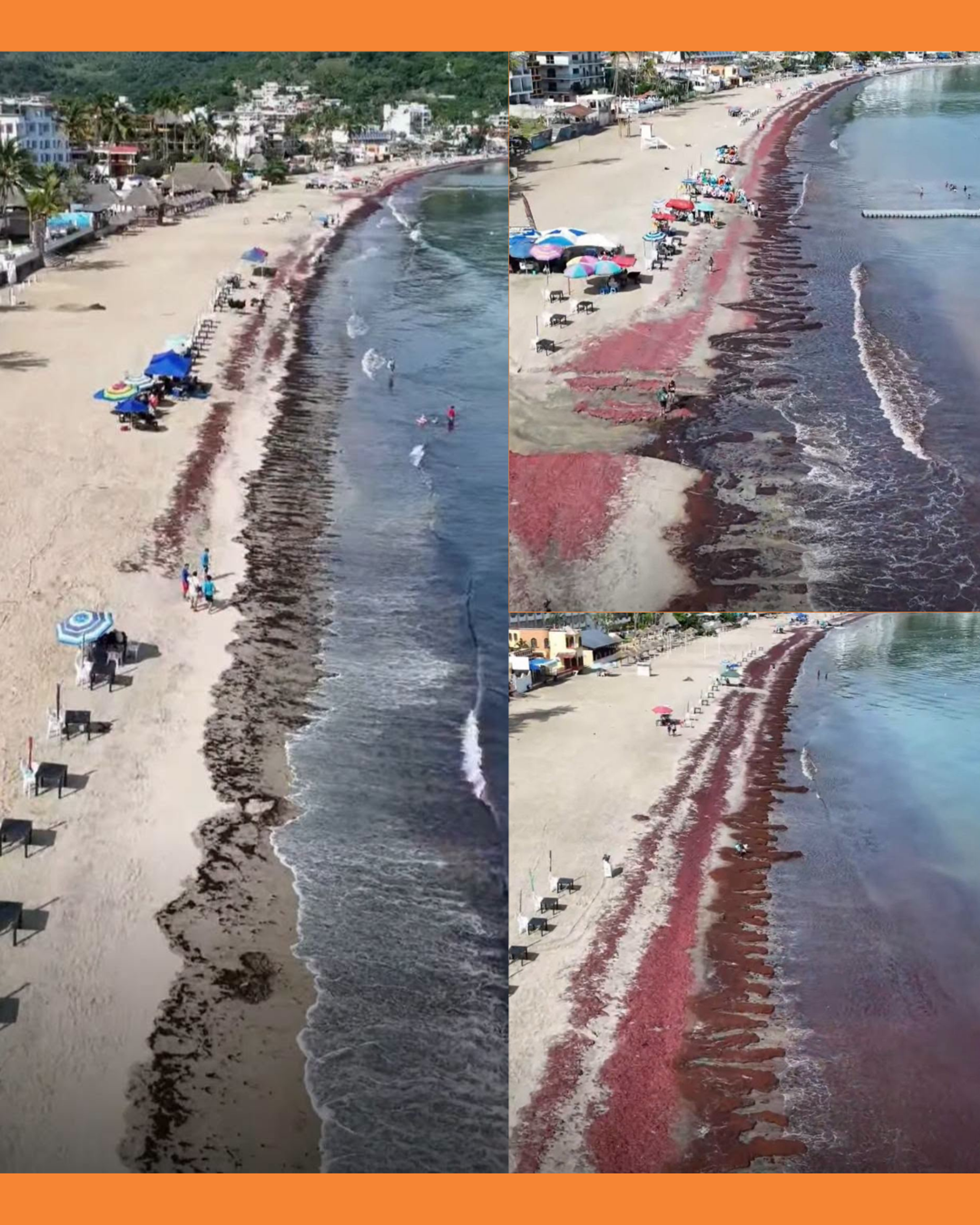 algas en guayabitos