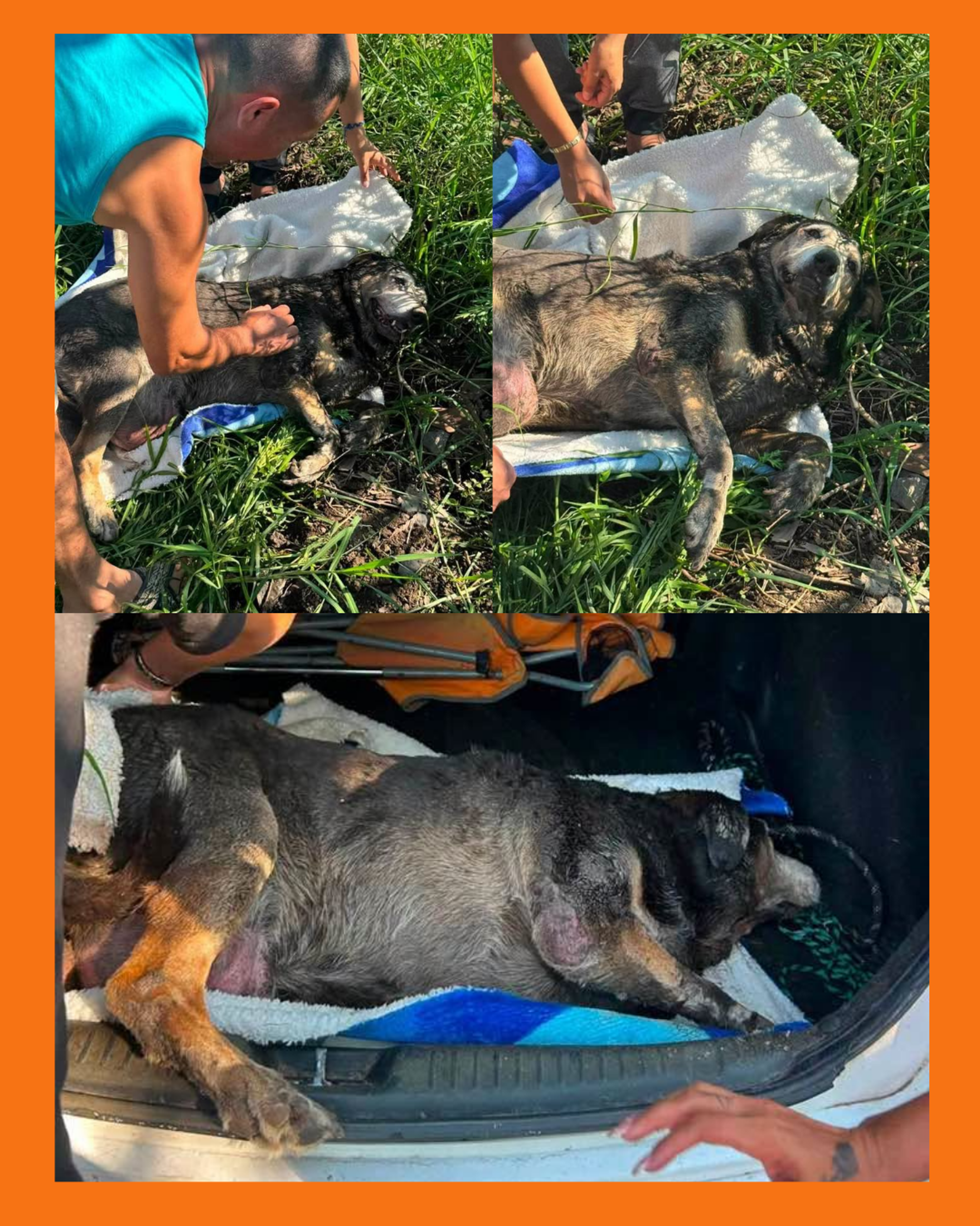 perrita abandonada tepic