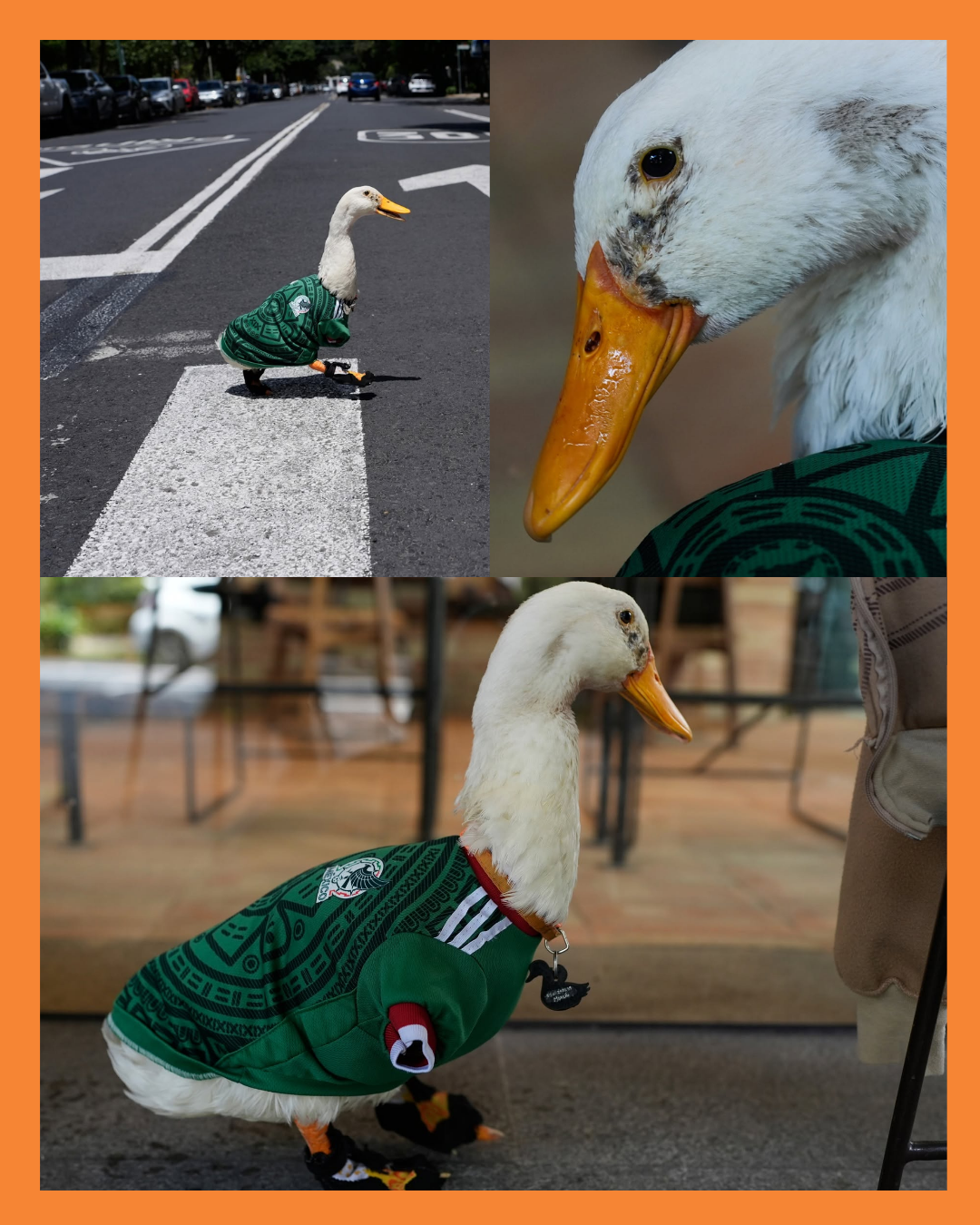 pato en el mundial