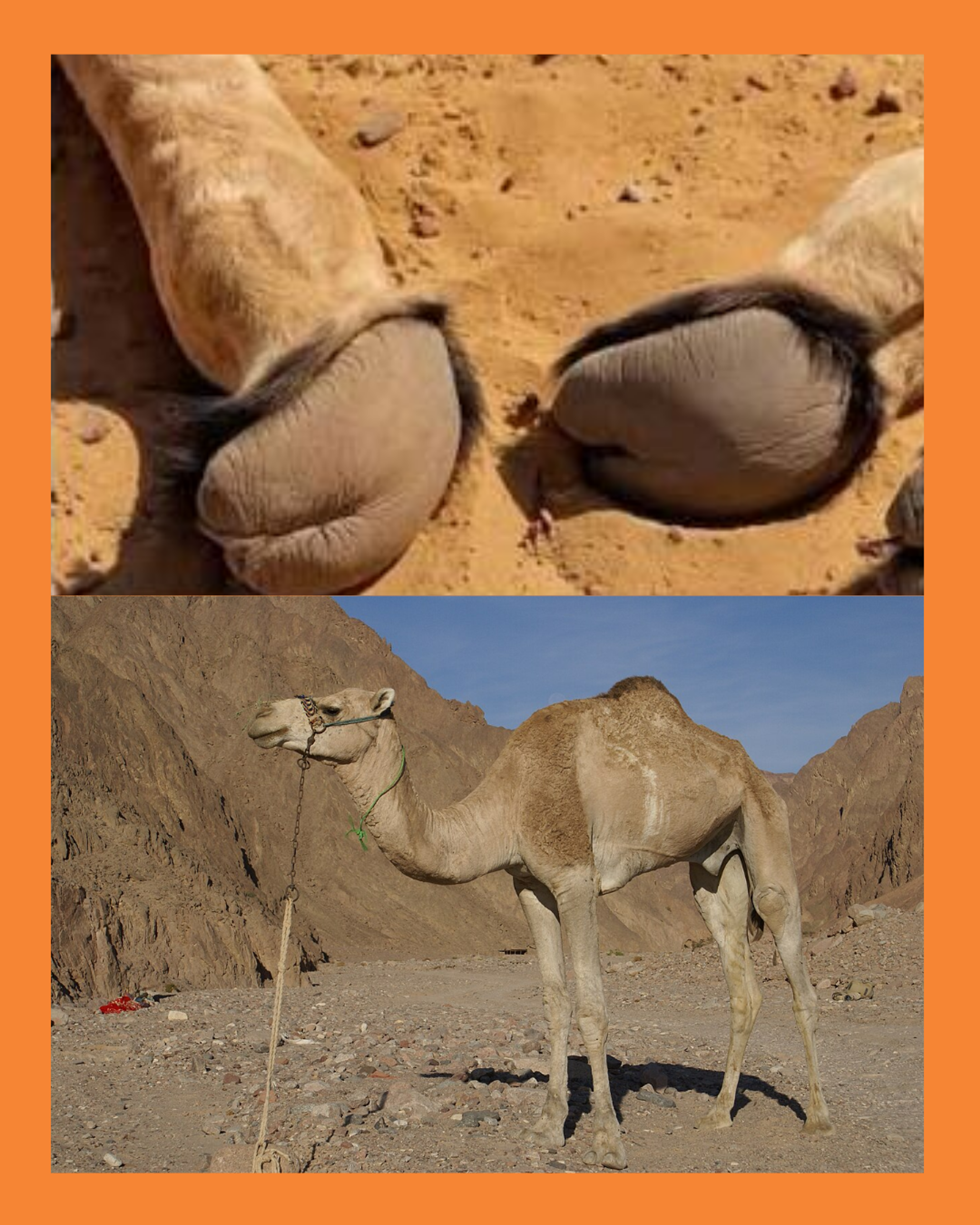 camellos