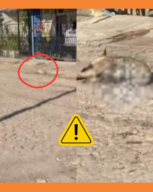 maltrato animal tepic