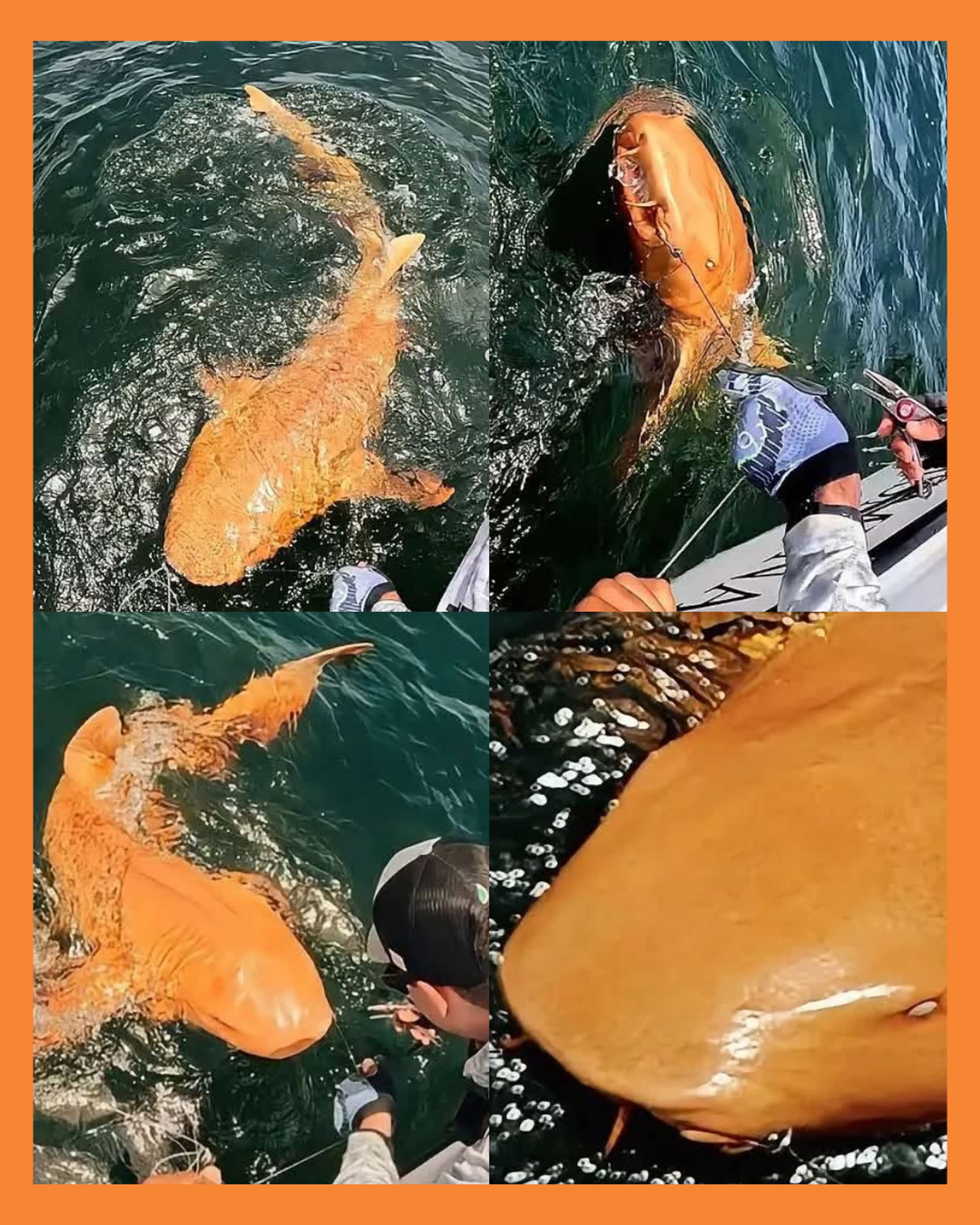 tiburon