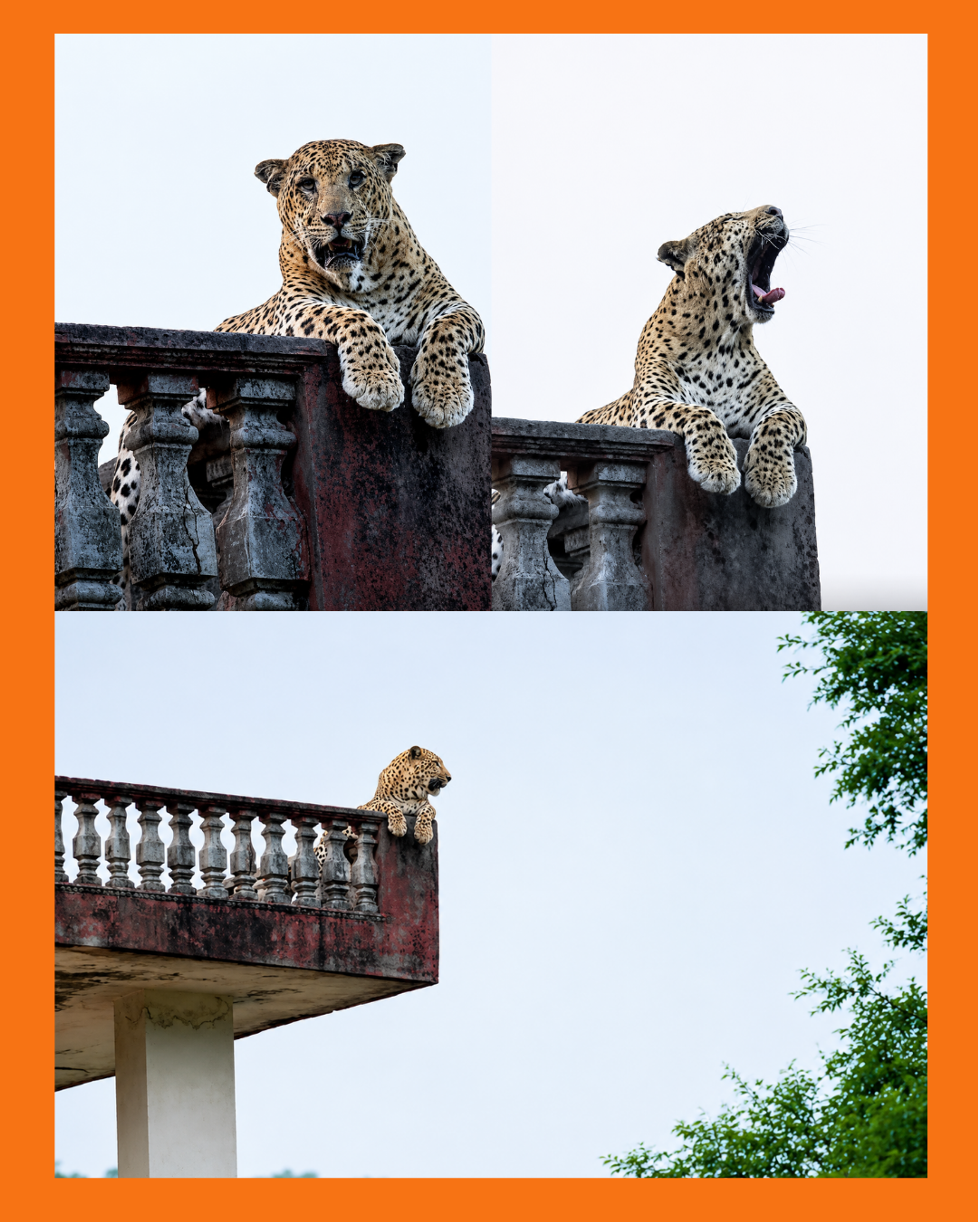 leopardo