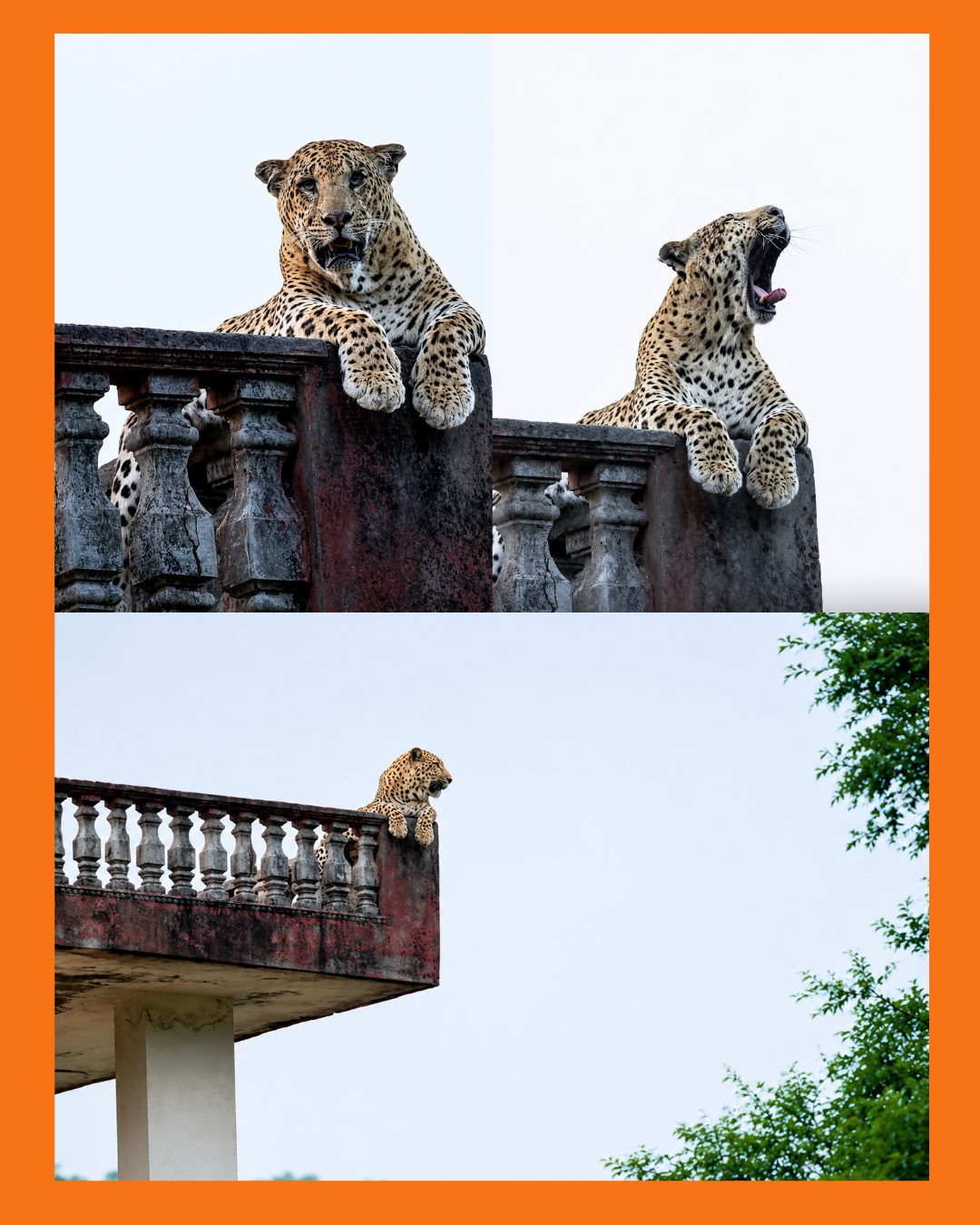 leopardo