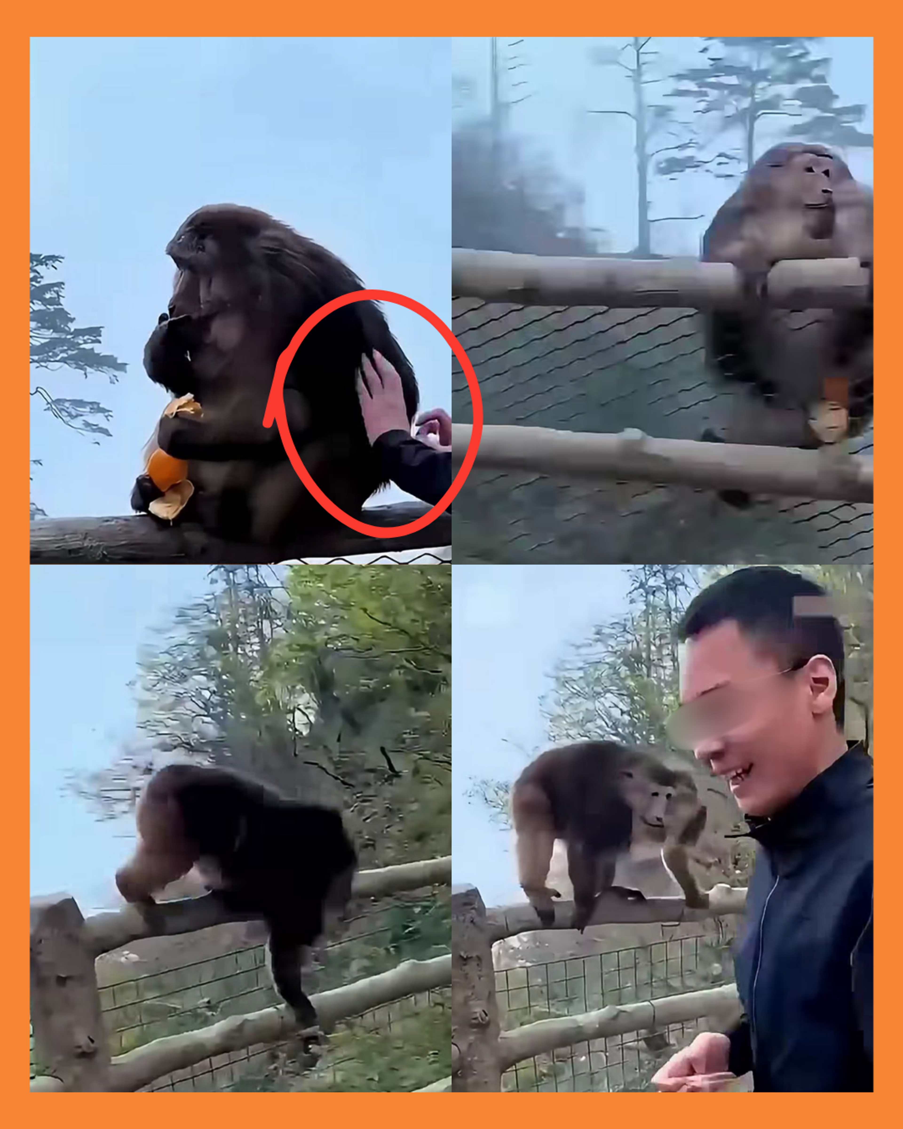 Macaco