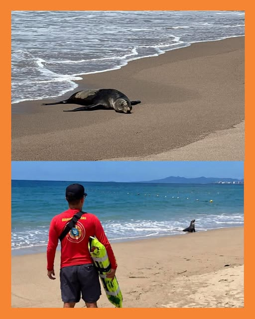 lobo marino vallarta