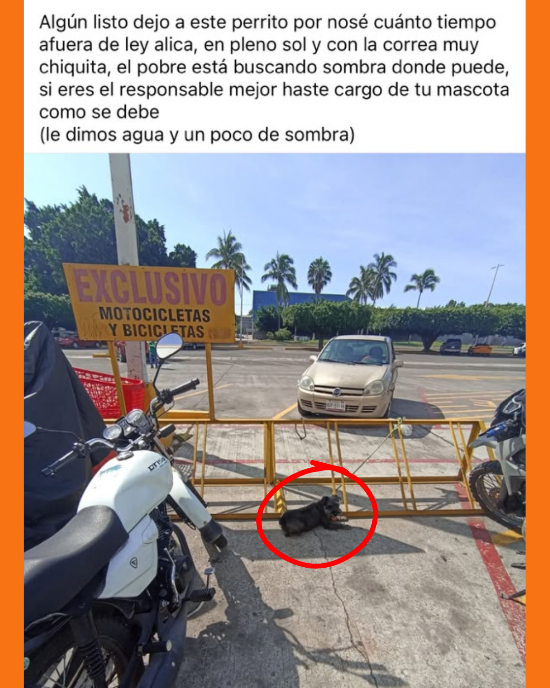 perrito abandonado