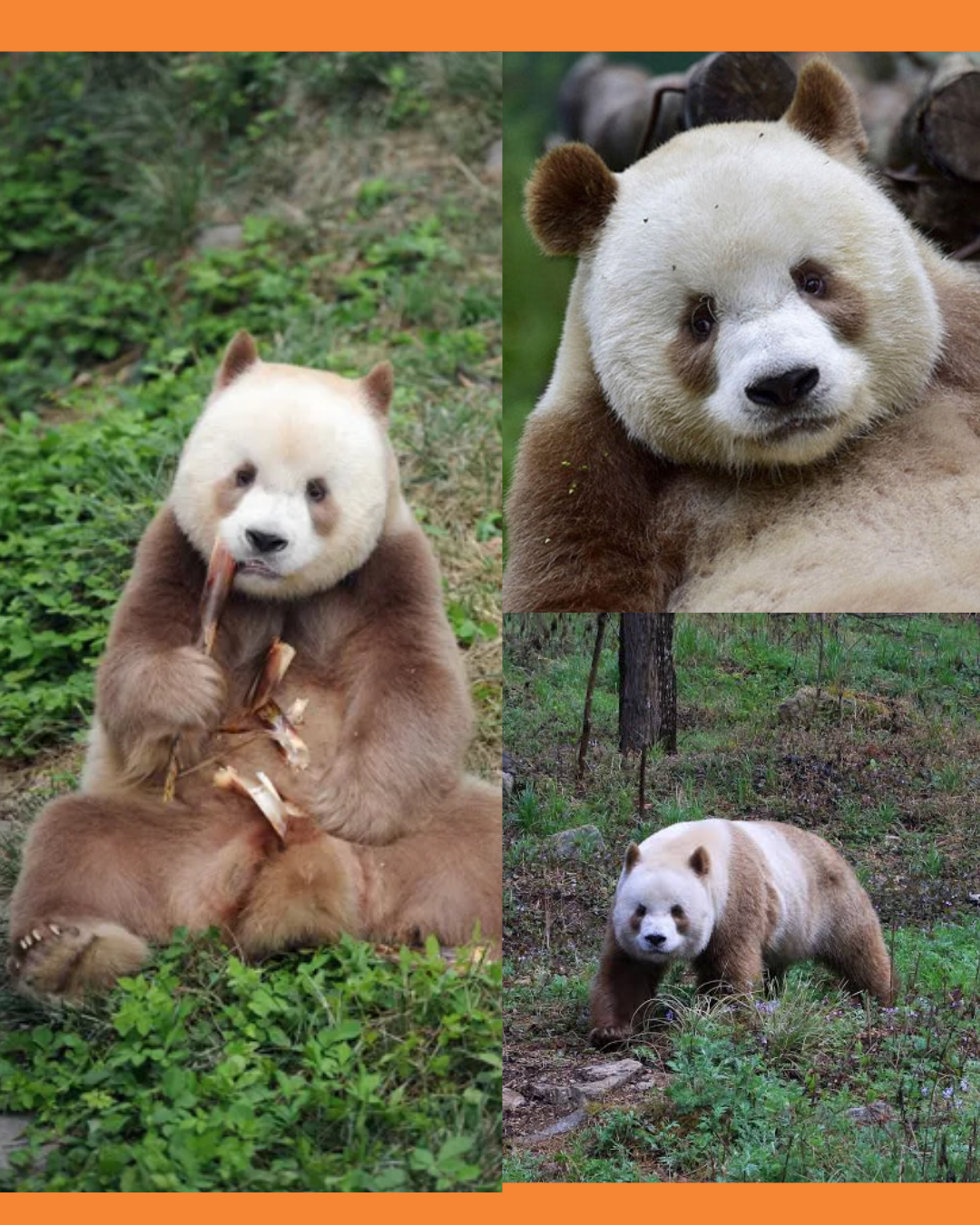 panda