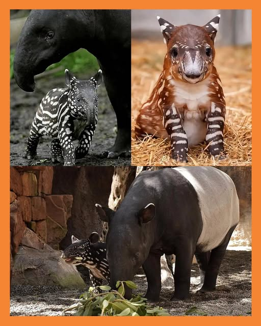 tapir malayo