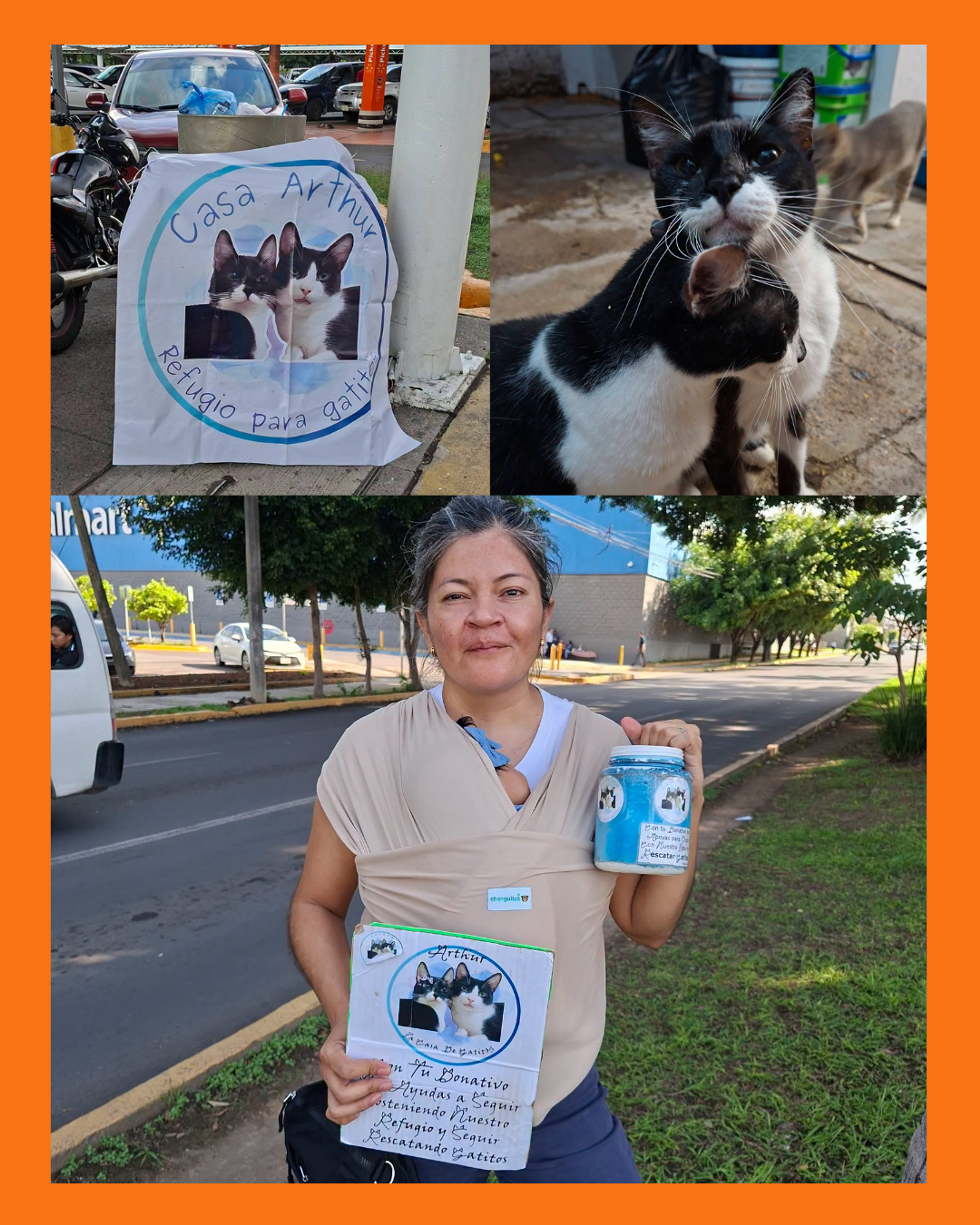 refugio de gatos en tepic