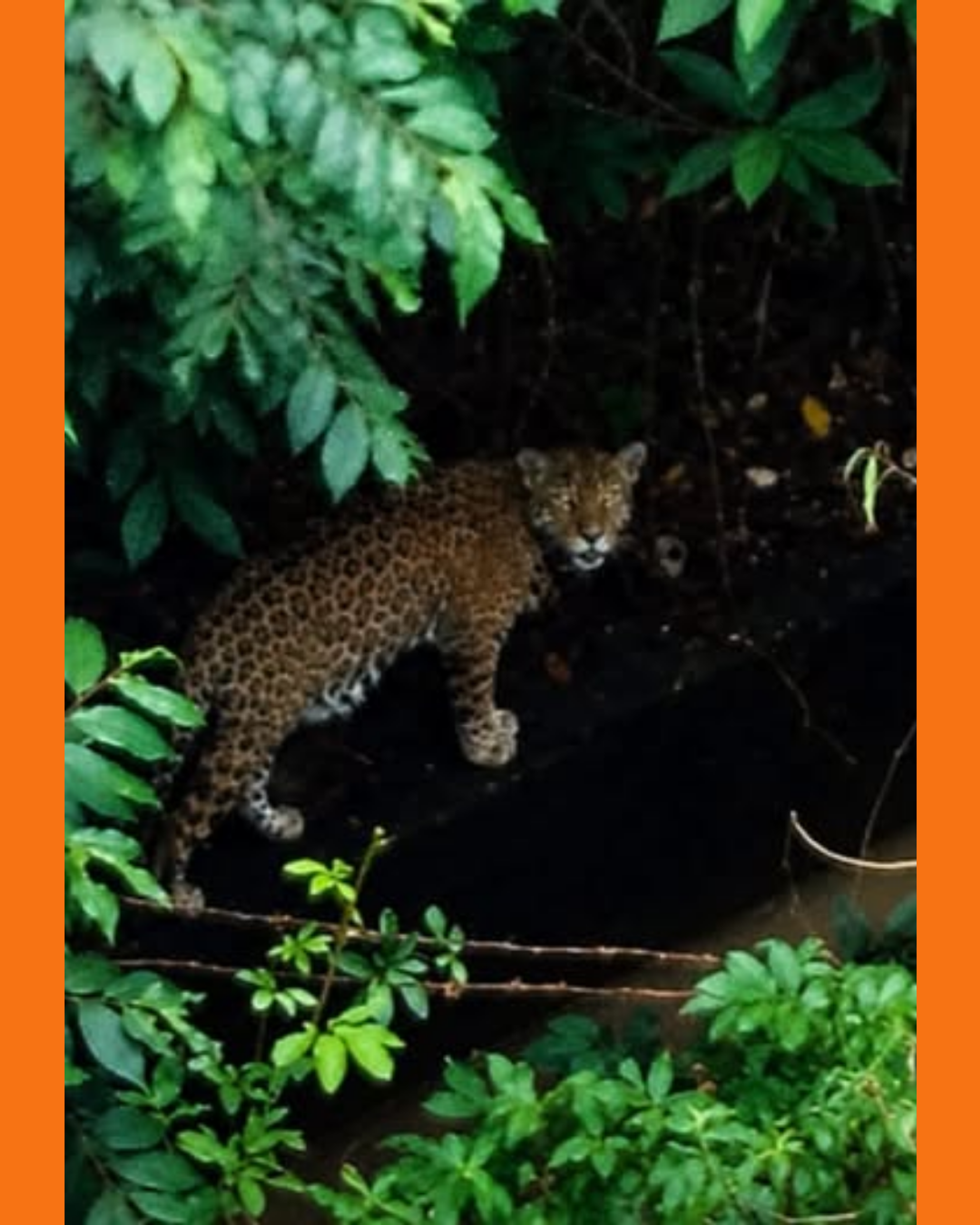 jaguar nayarit