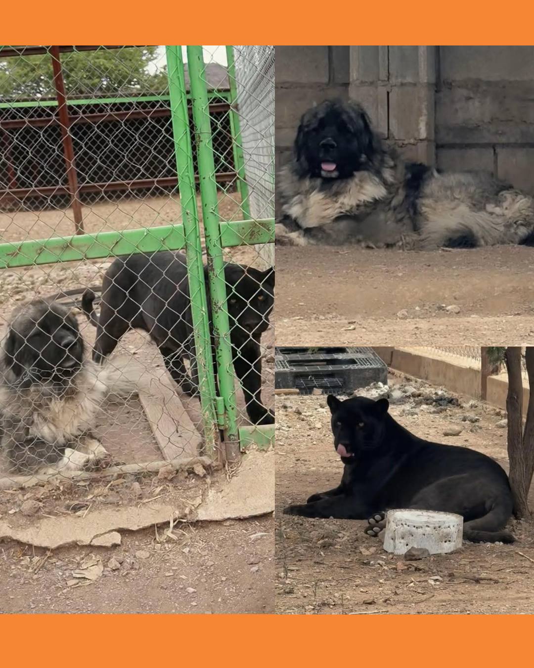 pantera y perrito