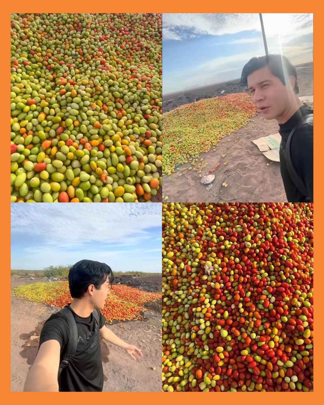 tomate