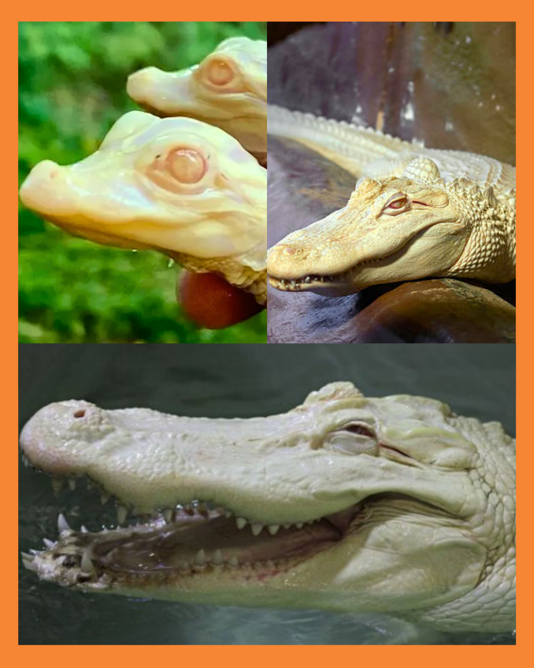 caiman albino
