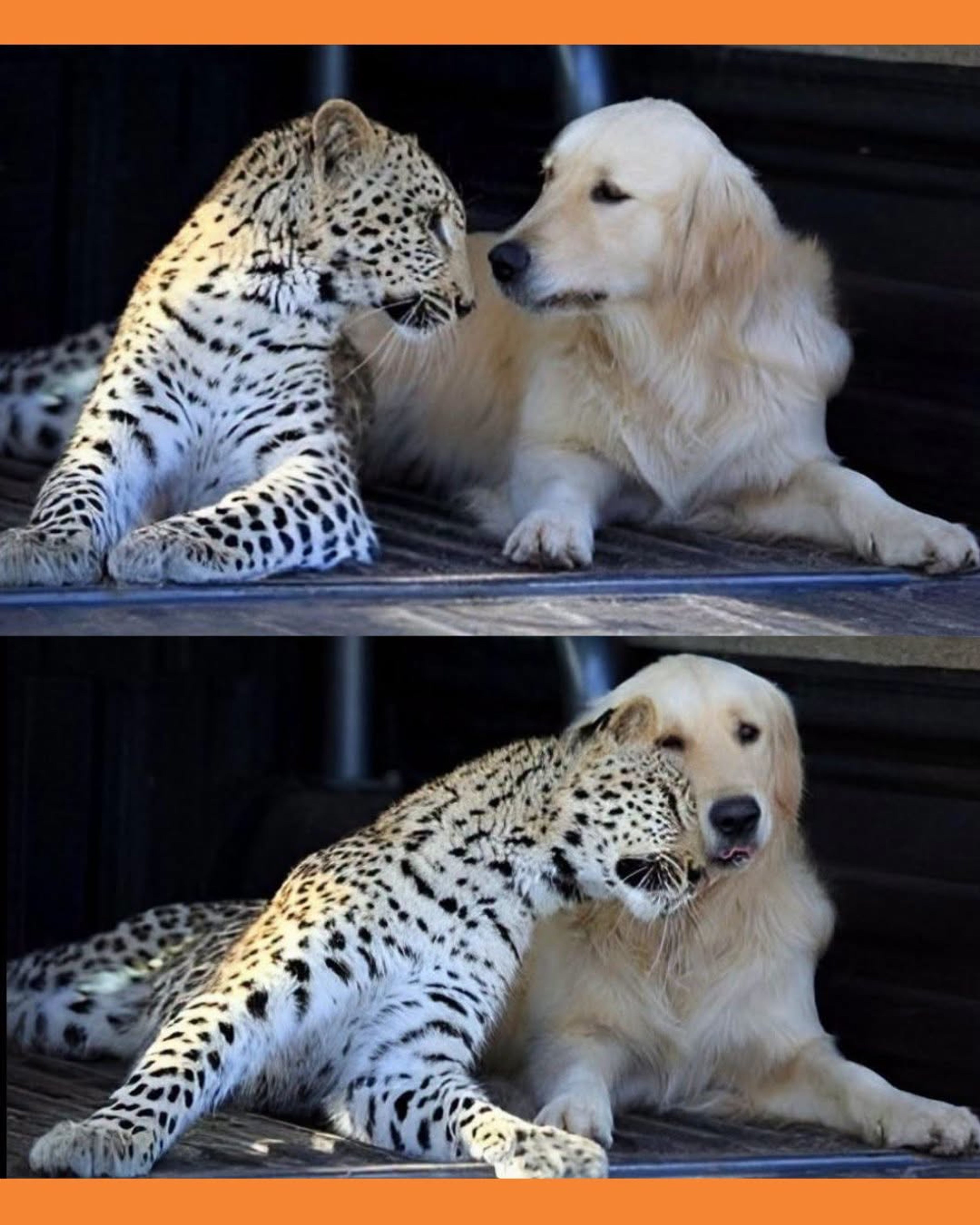 leopardo