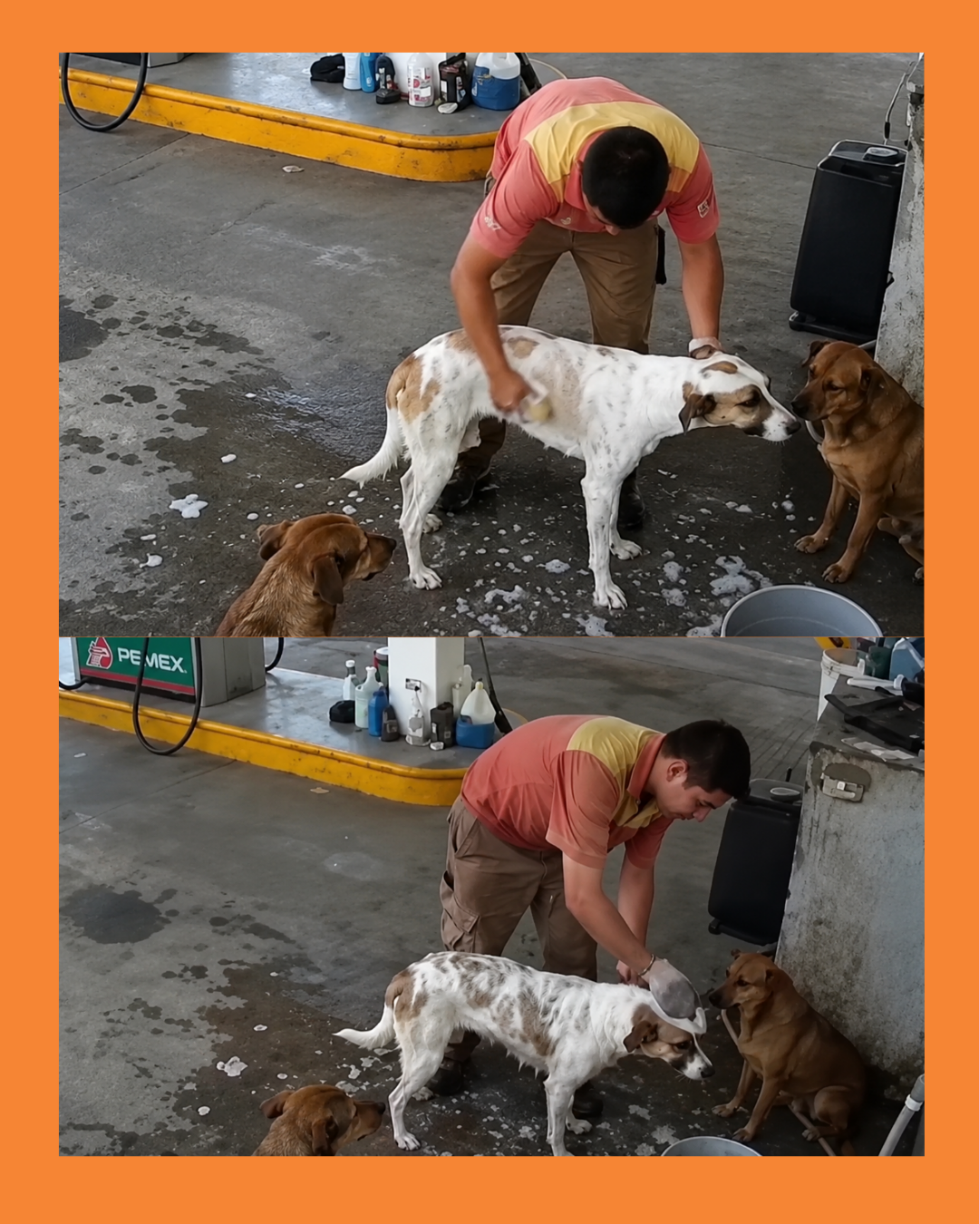 trabajador baña a perritos callejeros