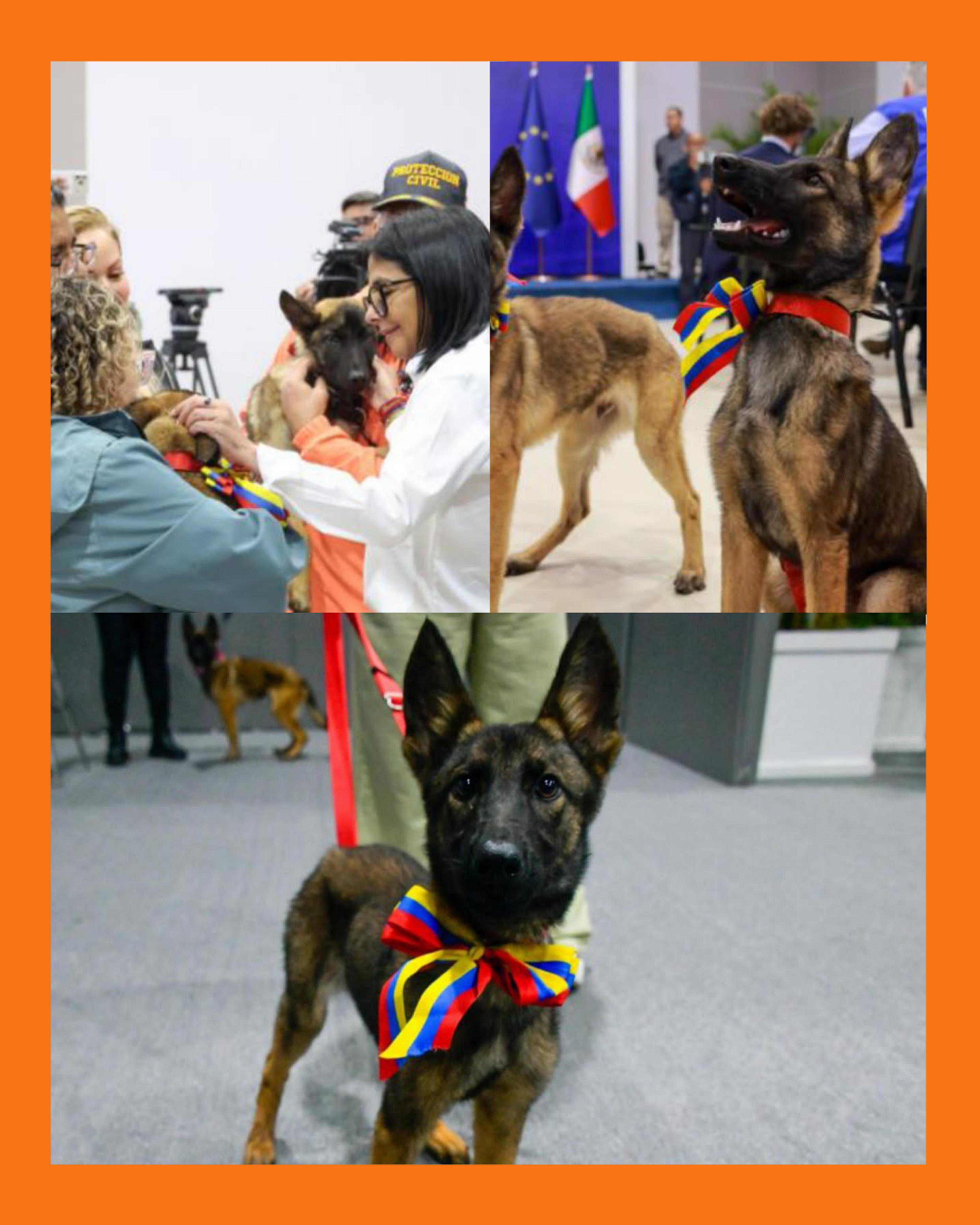 perrito rescatista méxico