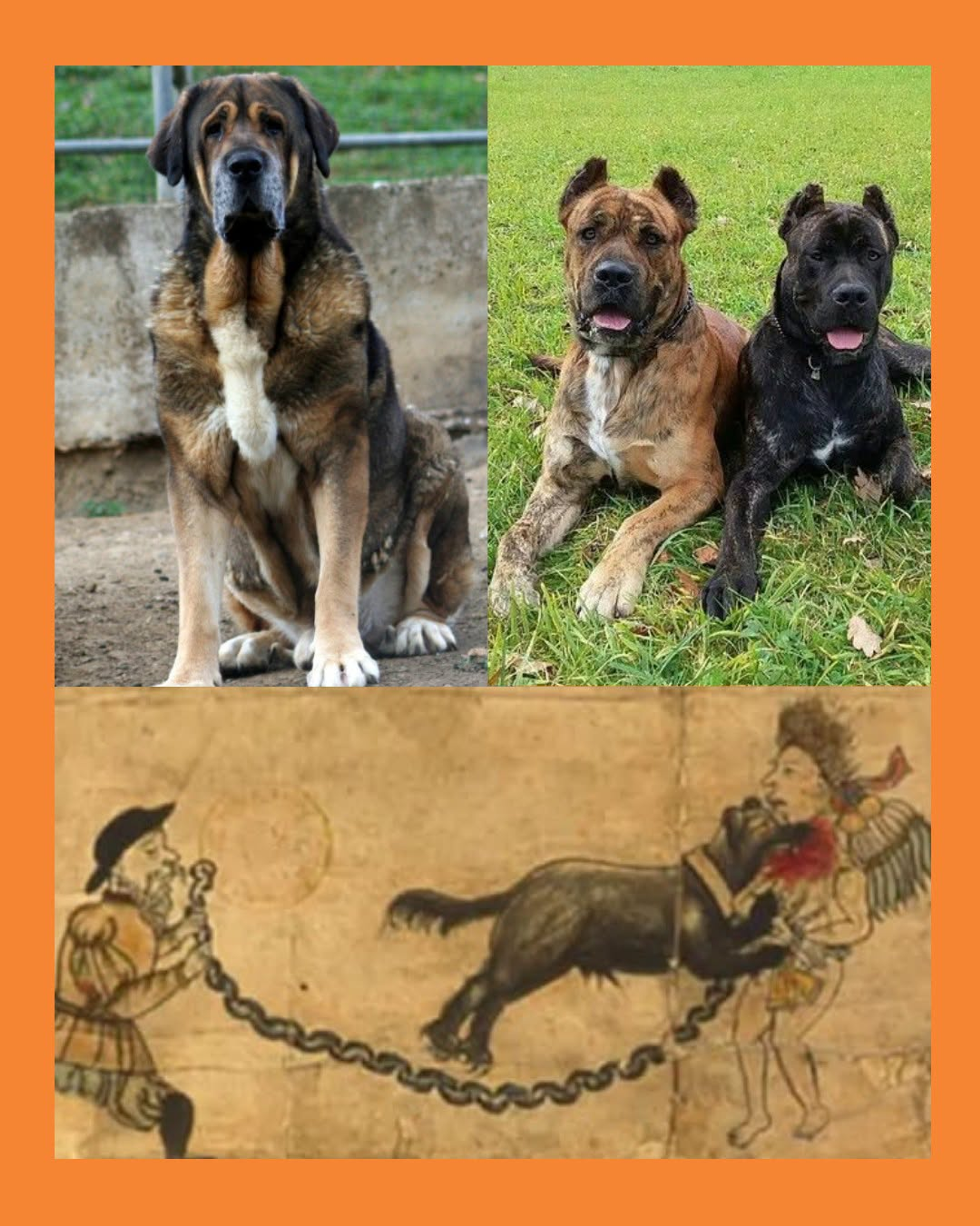 LOS PERROS QUE FUERON USADOS EN LA CONQUISTA DE AMÉRICA 