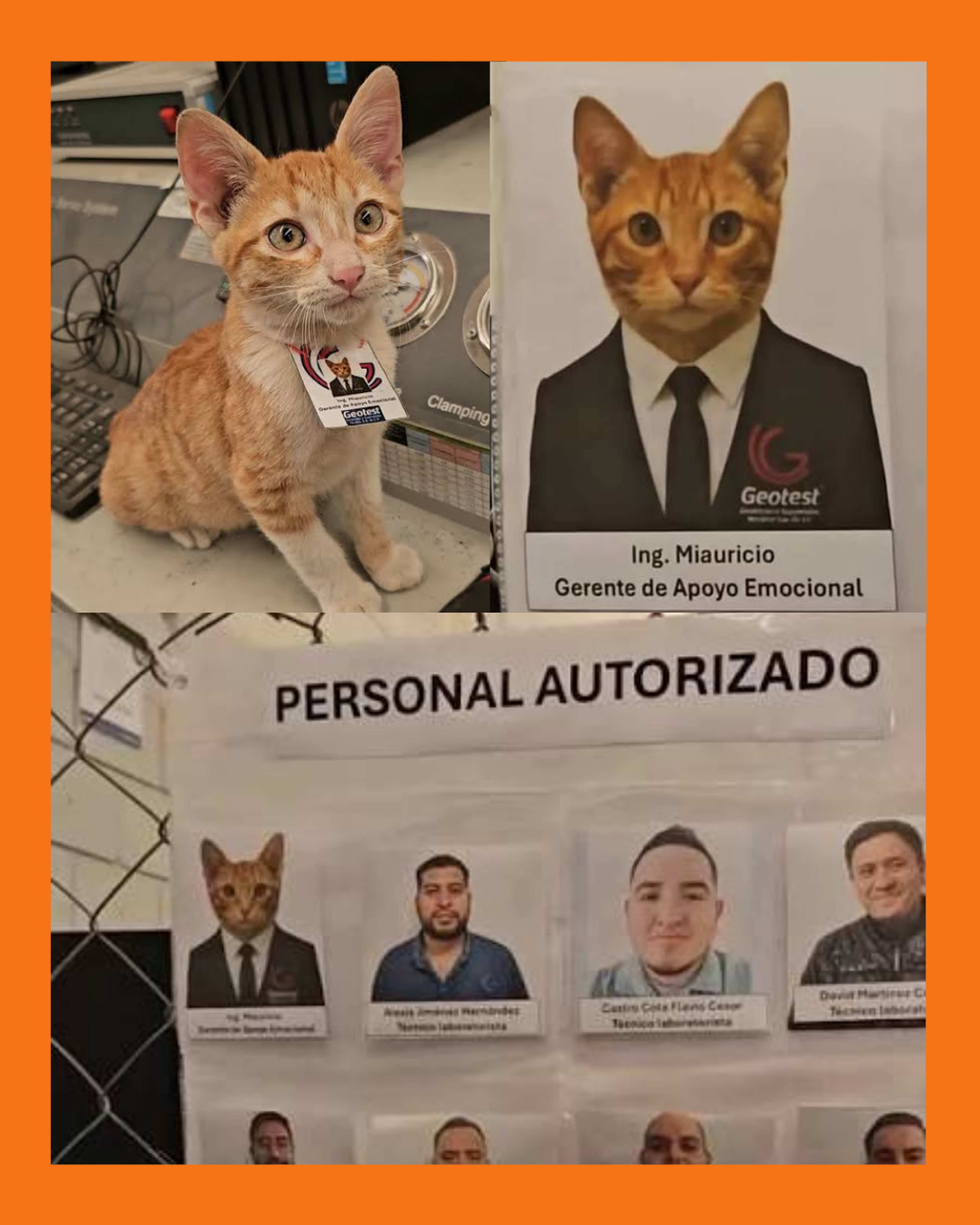 GATO GERENTE