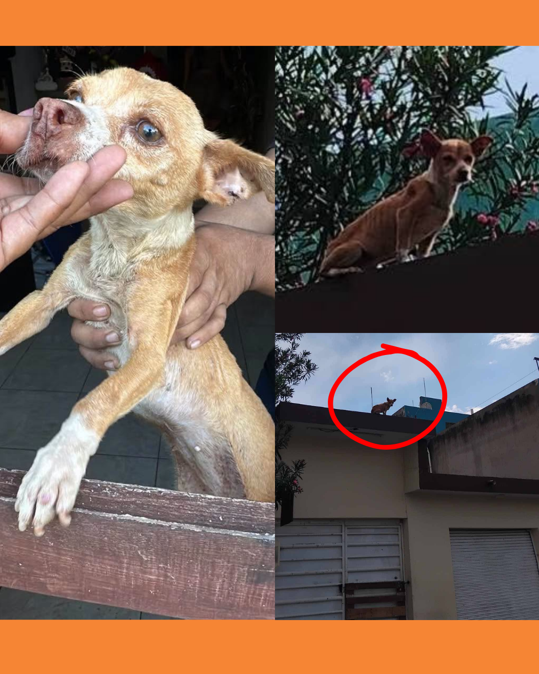 tepic maltrato animal