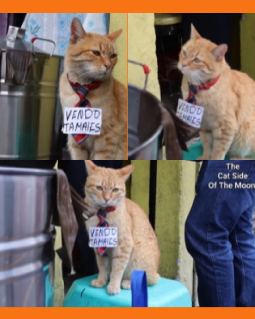 gatito tamalero