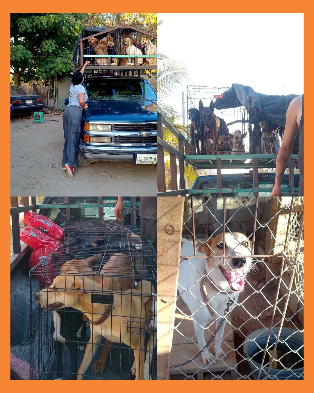 refugio de animales en Tepic