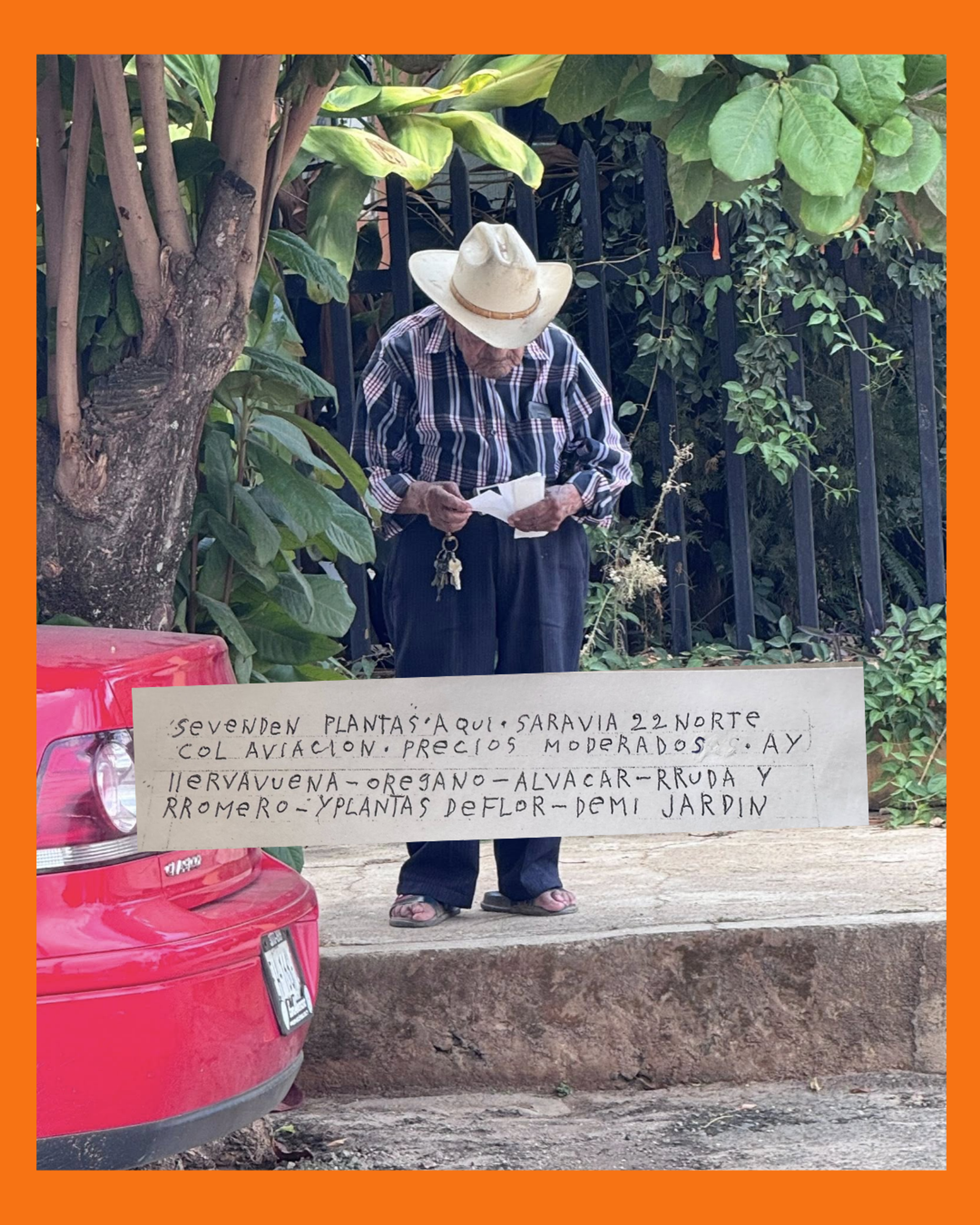 abuelito en compostela vende plantas