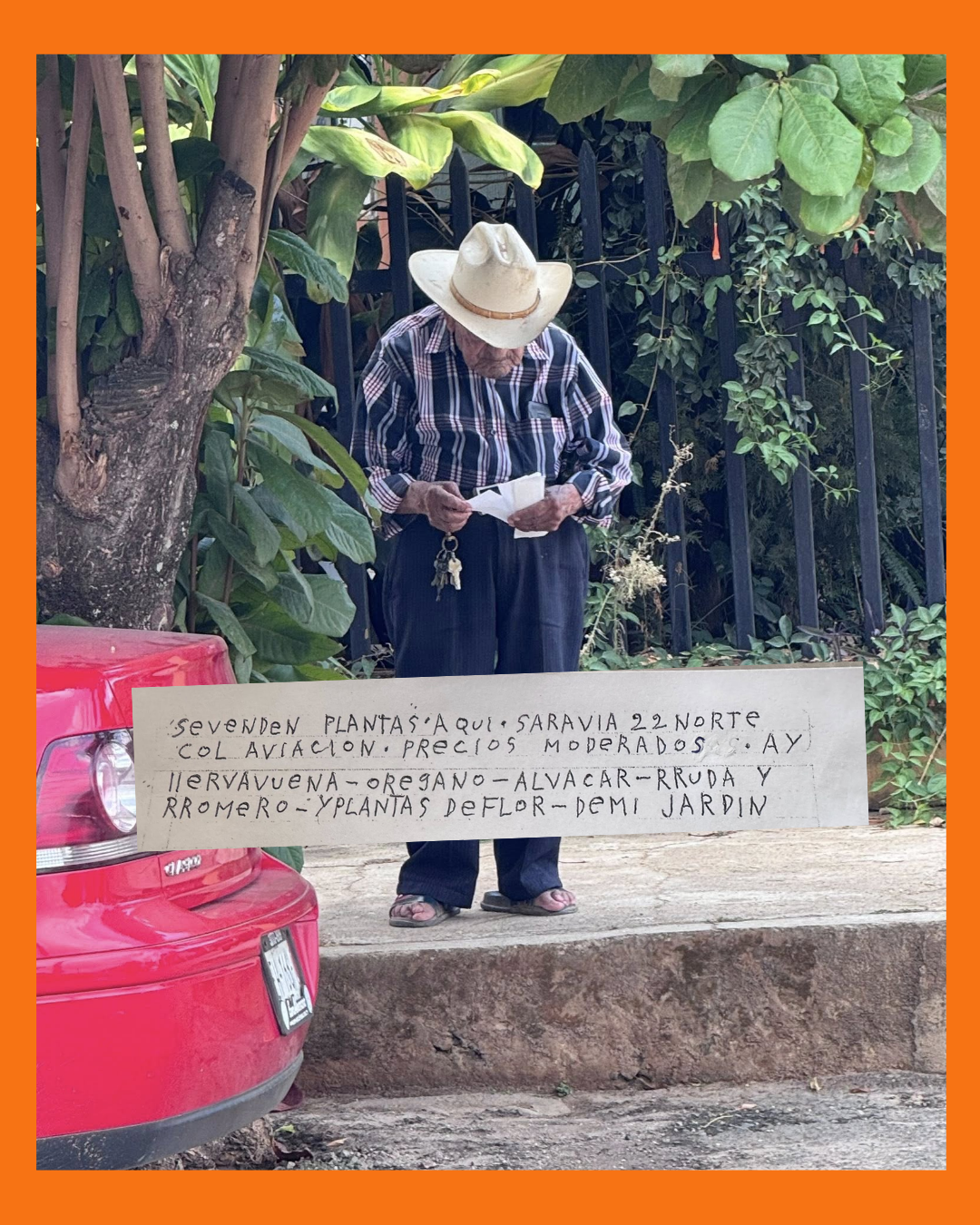 abuelito en compostela vende plantas