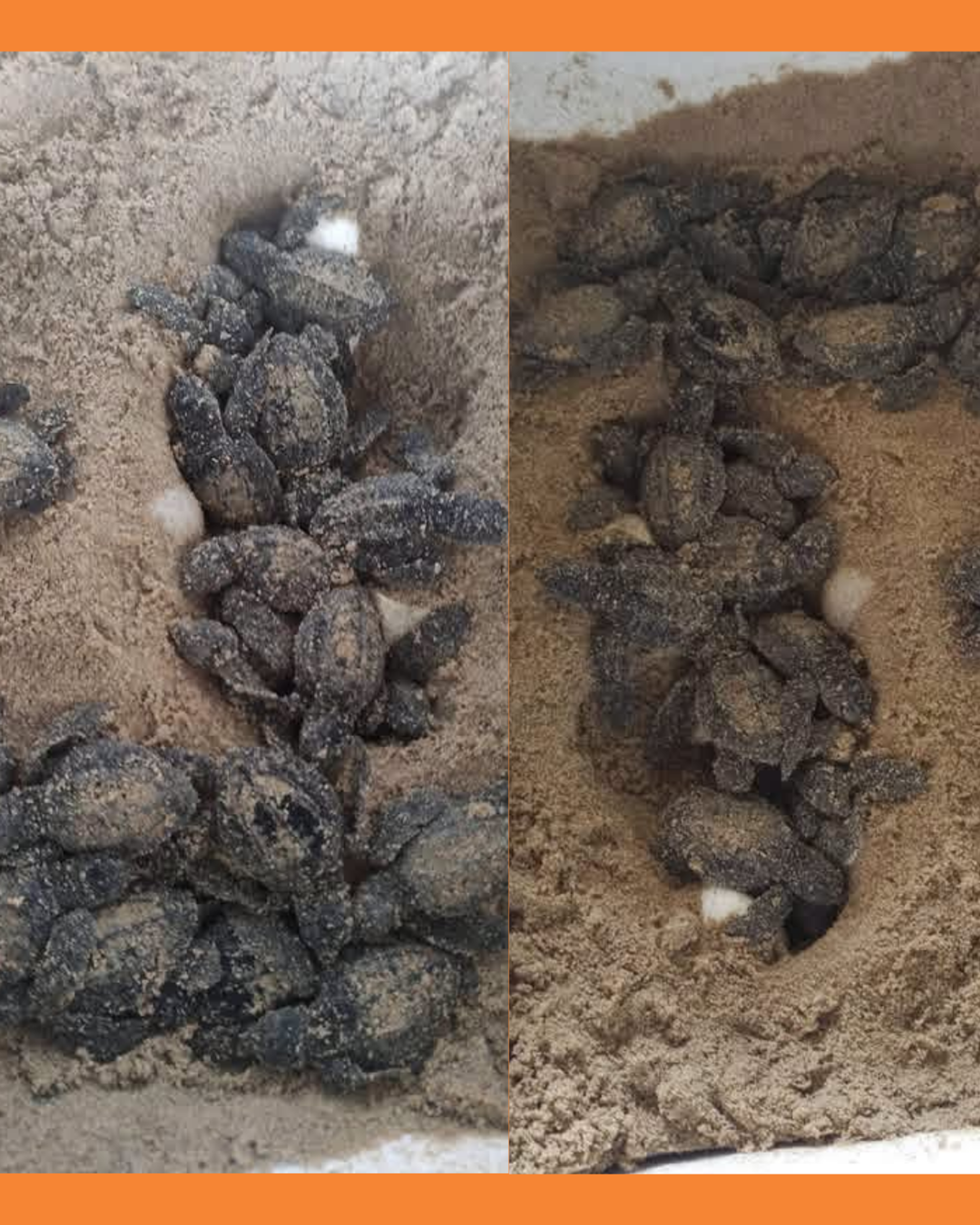 tortugas