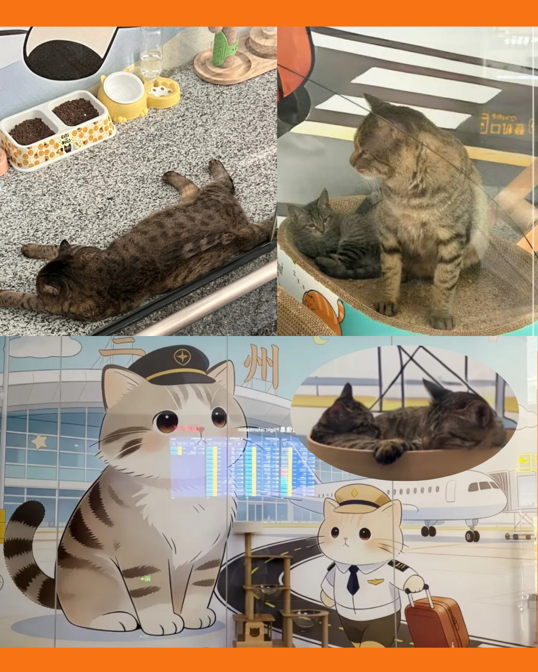 gatos en el aeropuerto