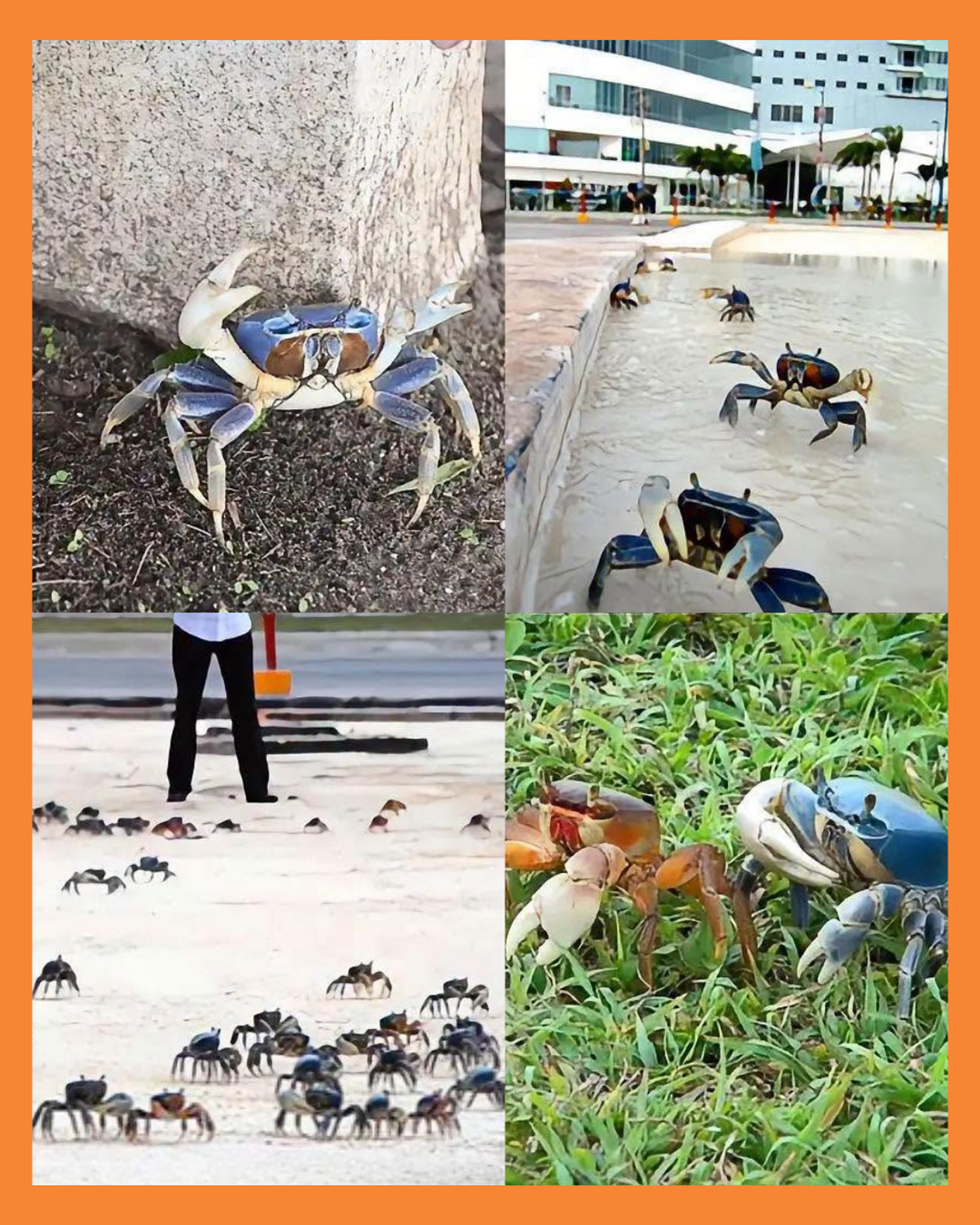 cangrejo azul