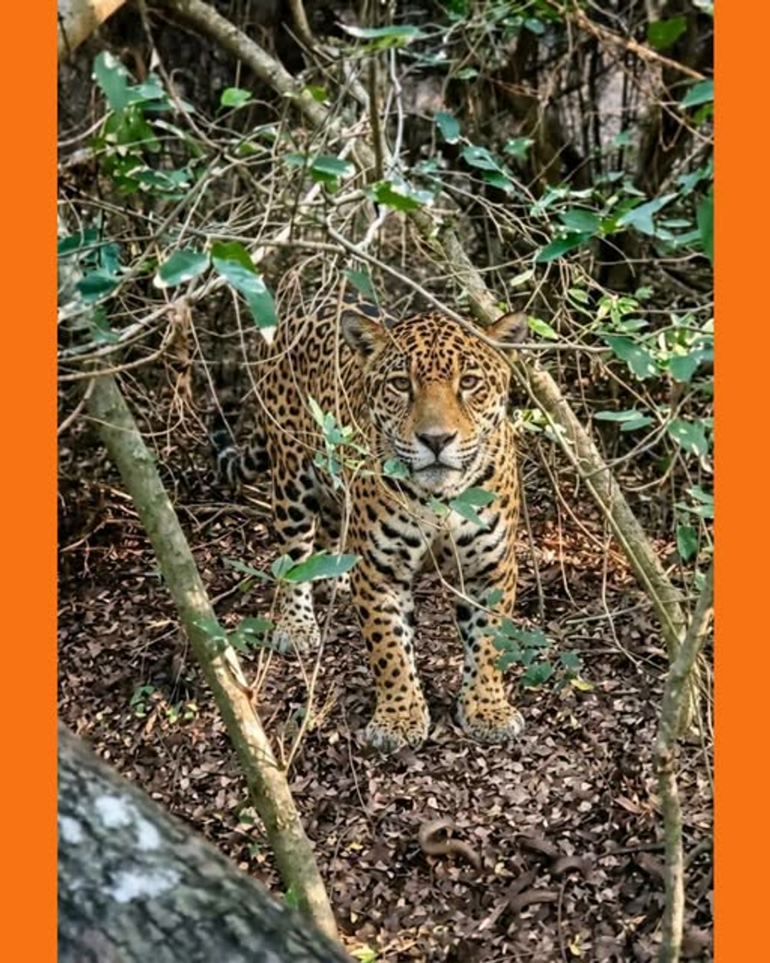 jaguares