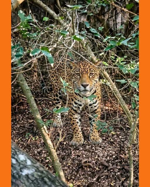 jaguares