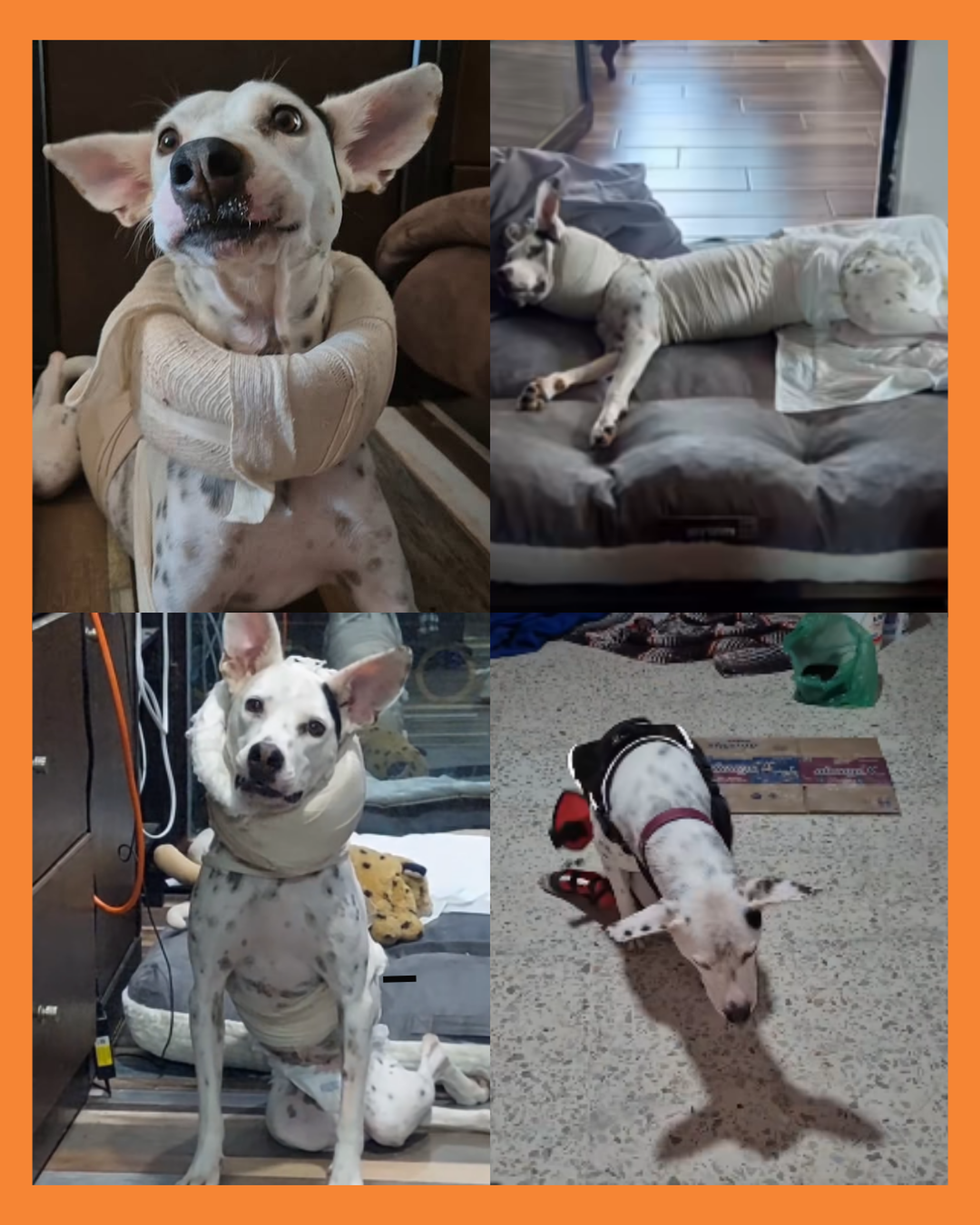 perrita vaquita tepic