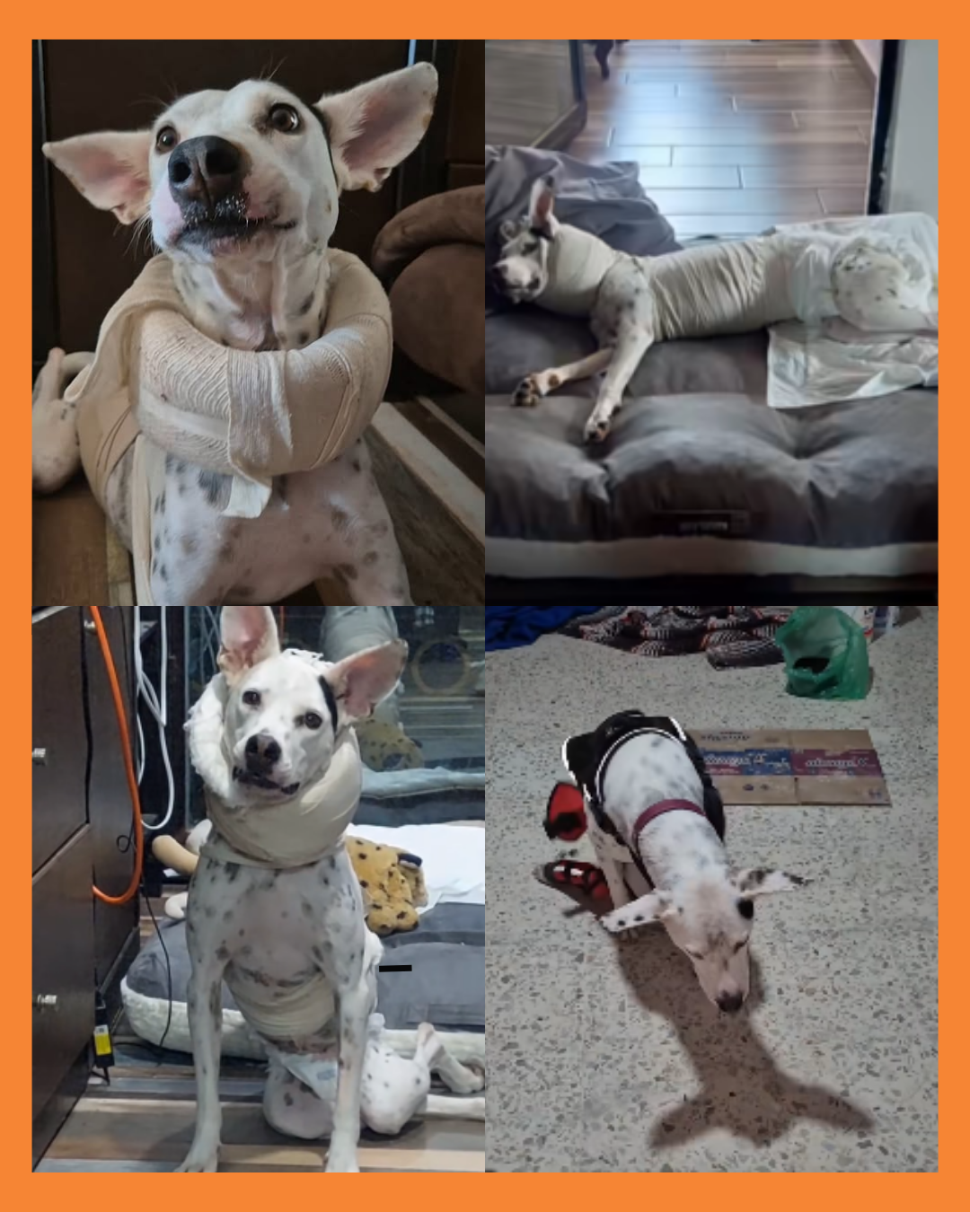 perrita vaquita tepic