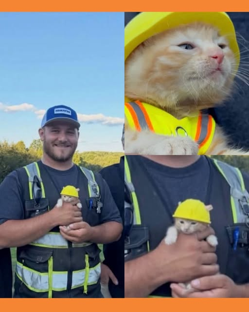 gatito