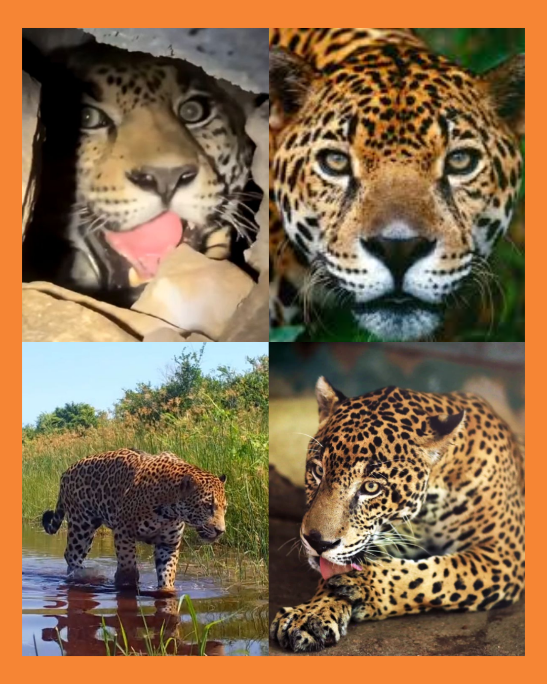 jaguar