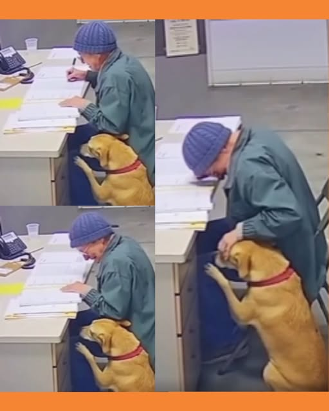 abuelita deja perrito