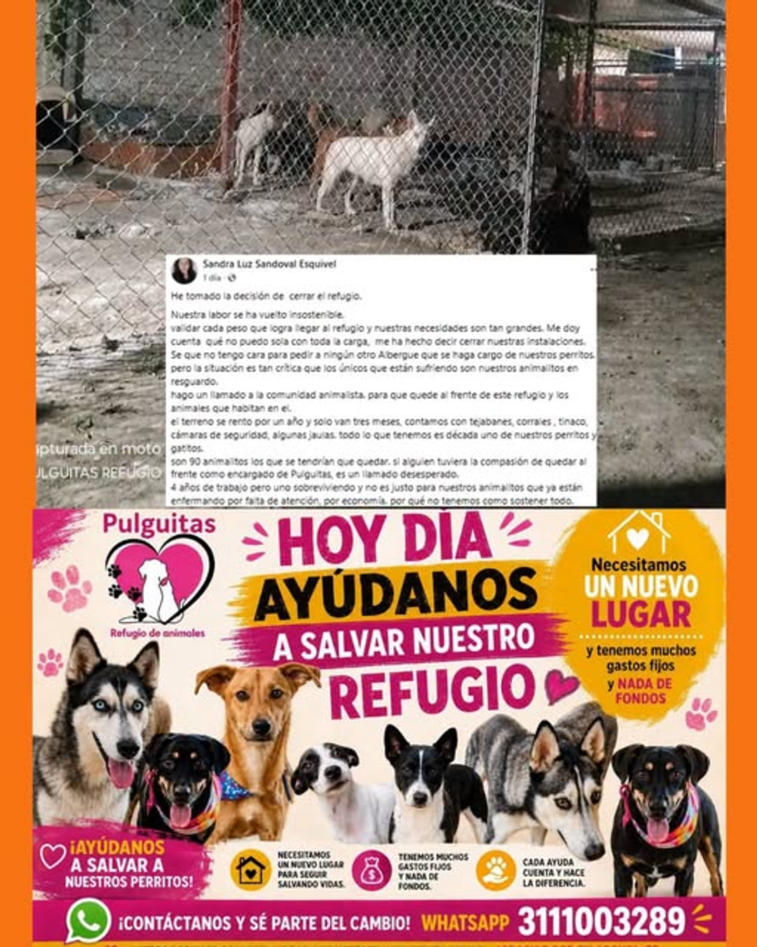 refugio animal 